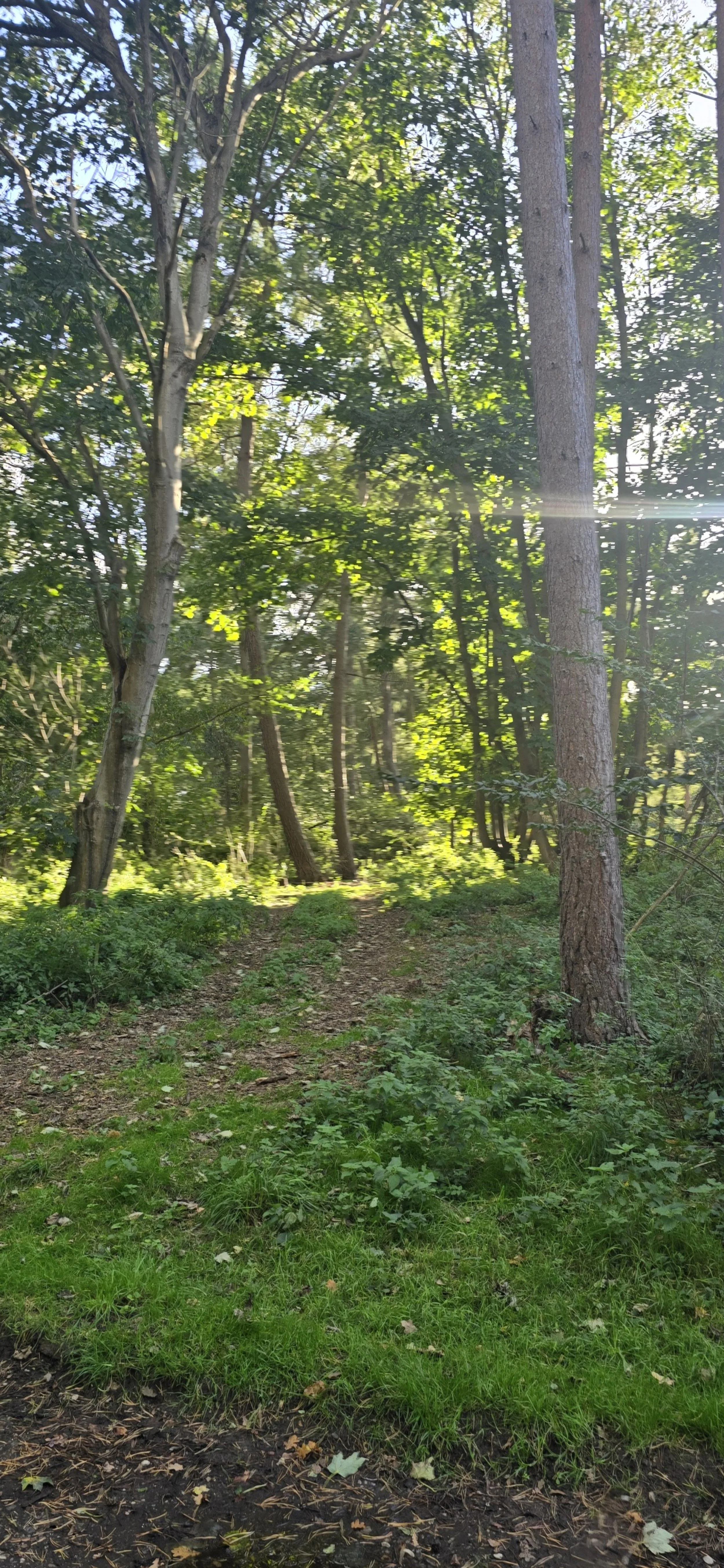 Foraging lessons, forage lesson, forage groups, plant medicine