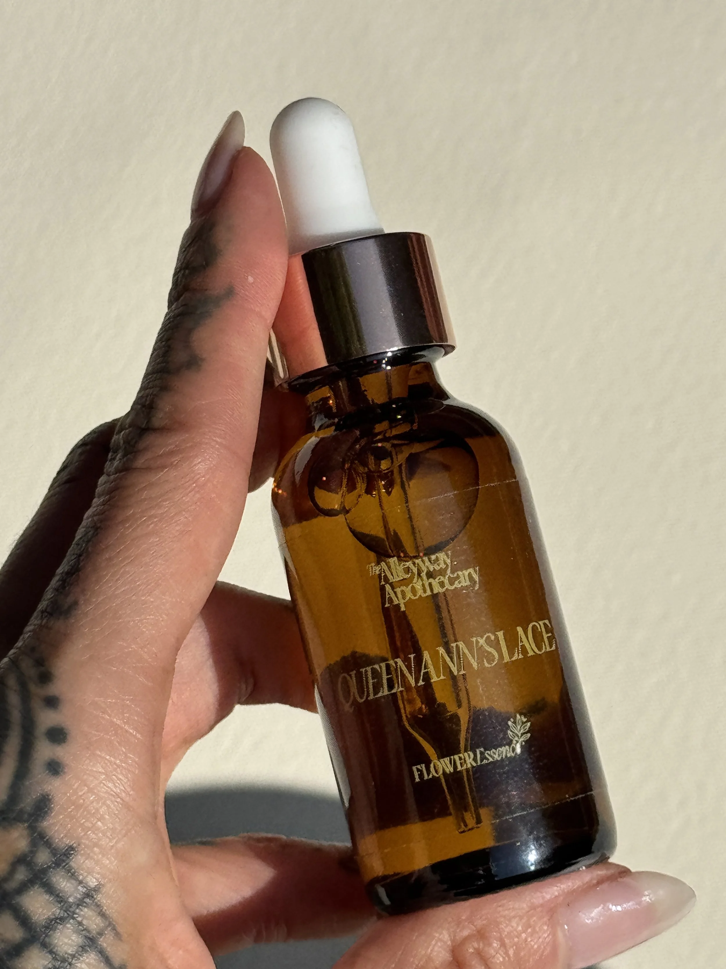 queen anns lace in hand.JPG