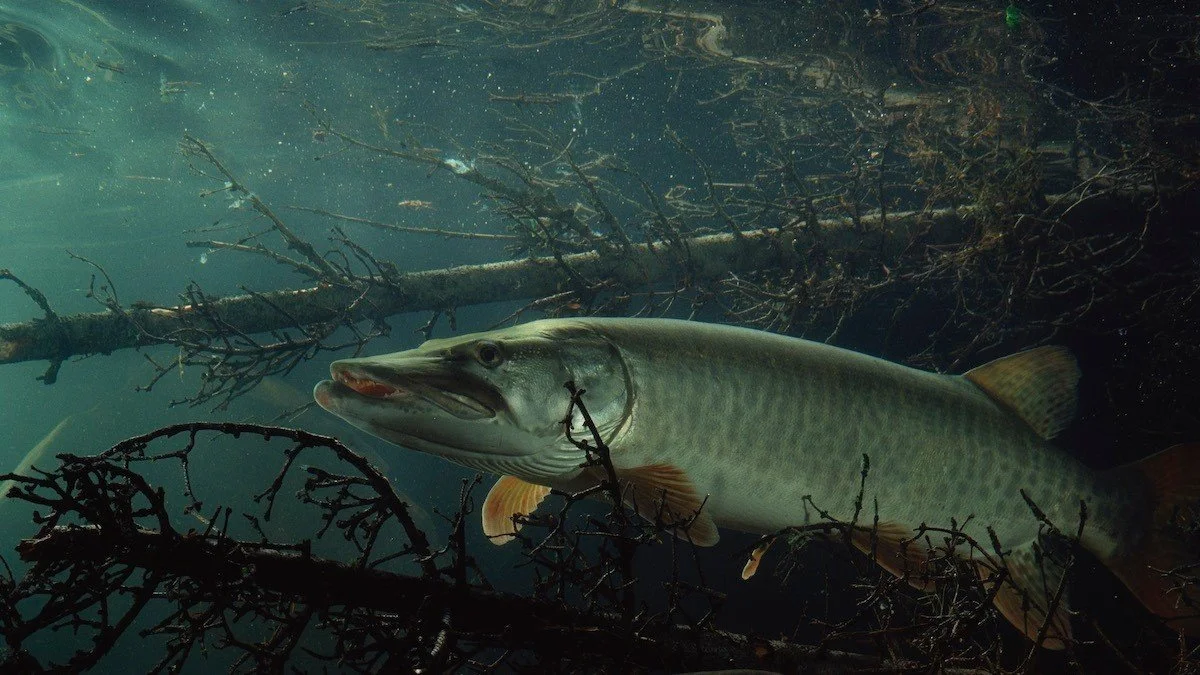 muskie fishing