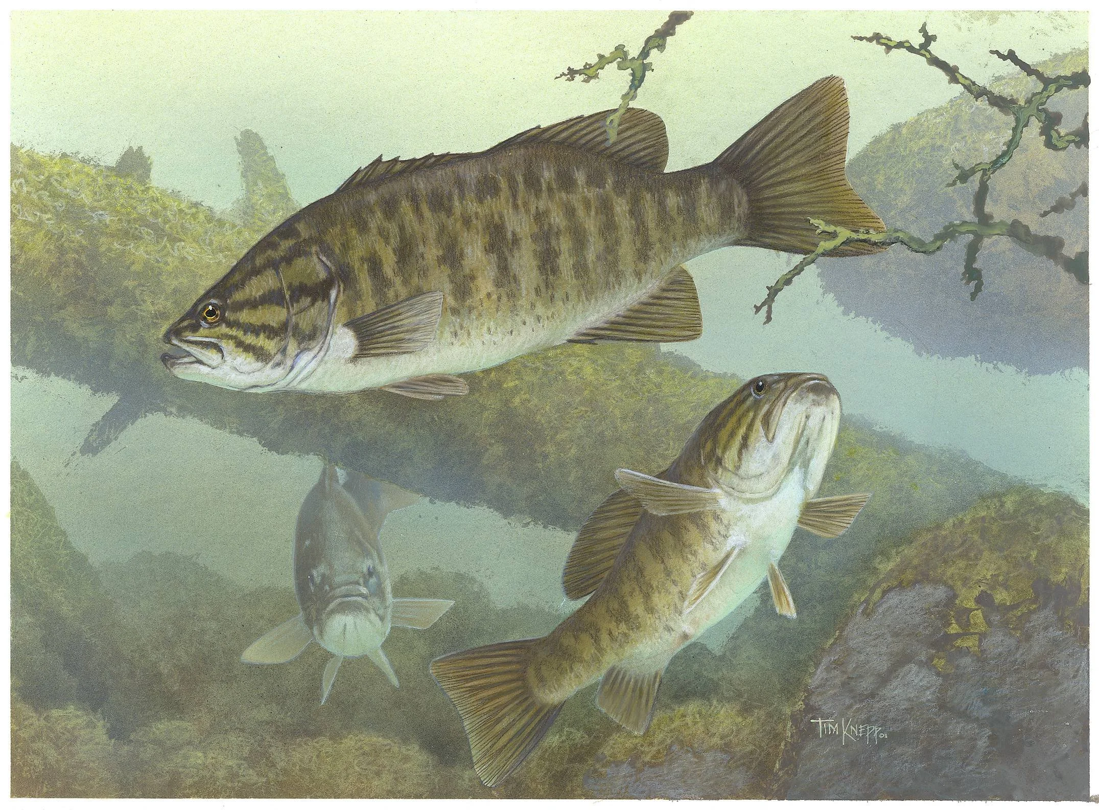 smallmouth bass fishing