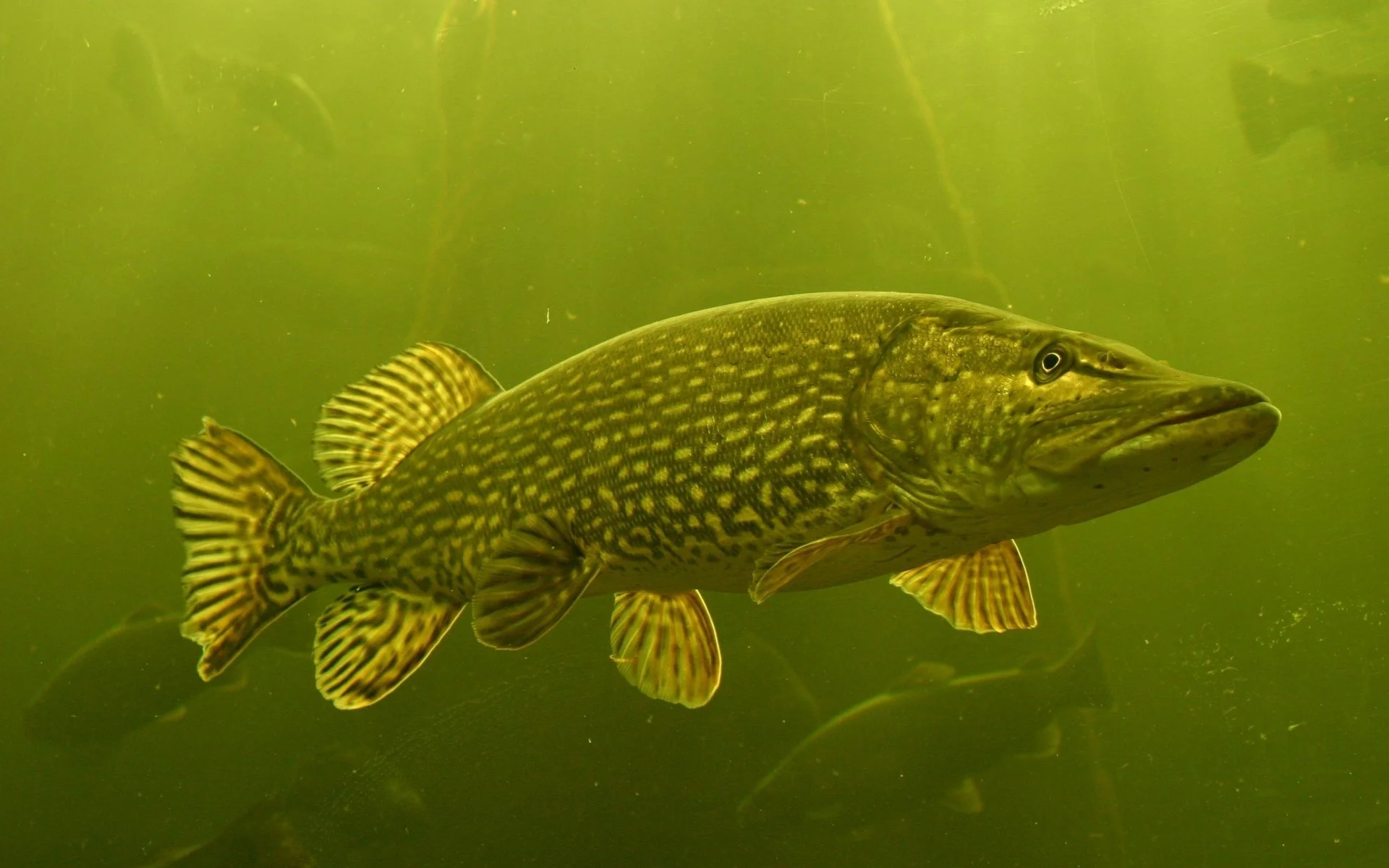 pike fishing