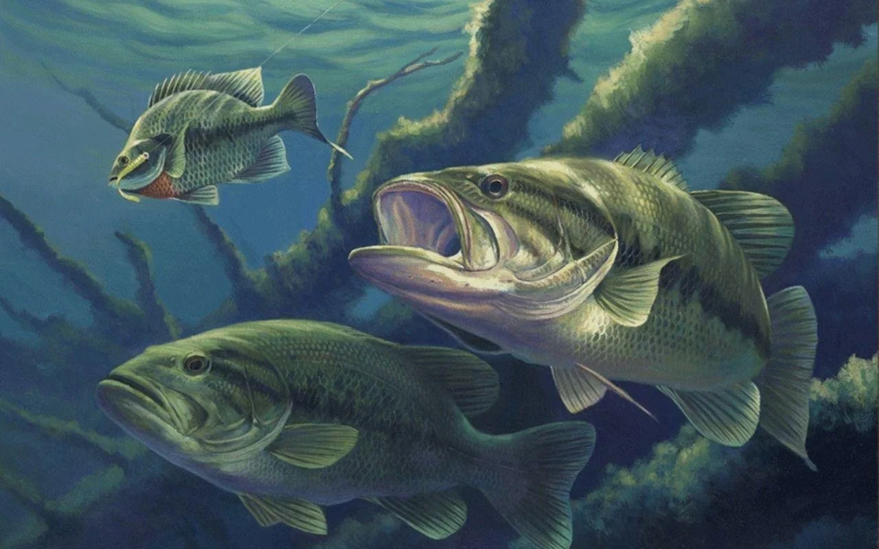 largemouth bass fishing