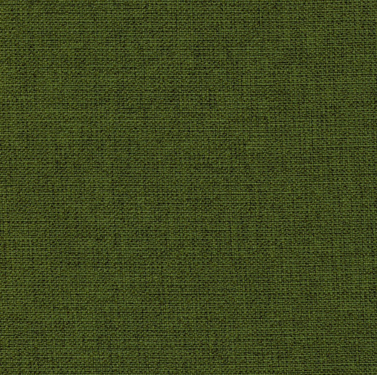 Sorrel