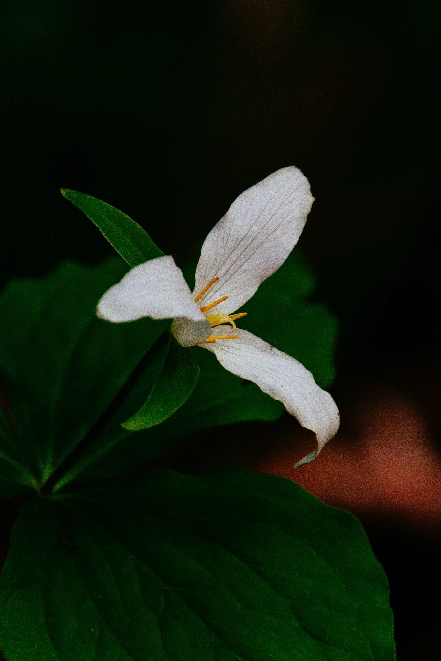 A white flower with a yellow center and green leaves against a dark background.