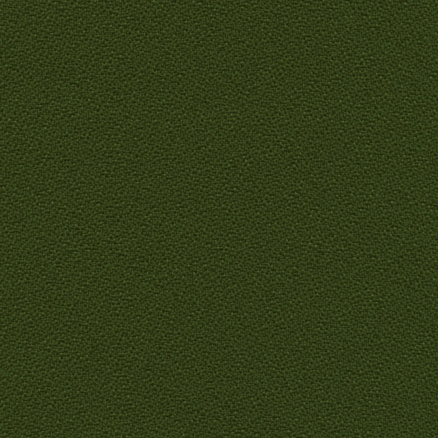 Fern