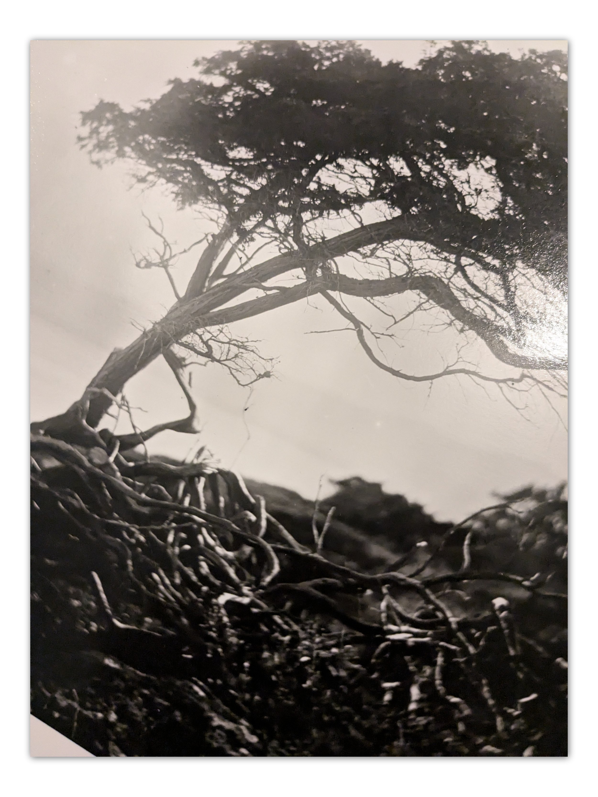 tree close.jpg