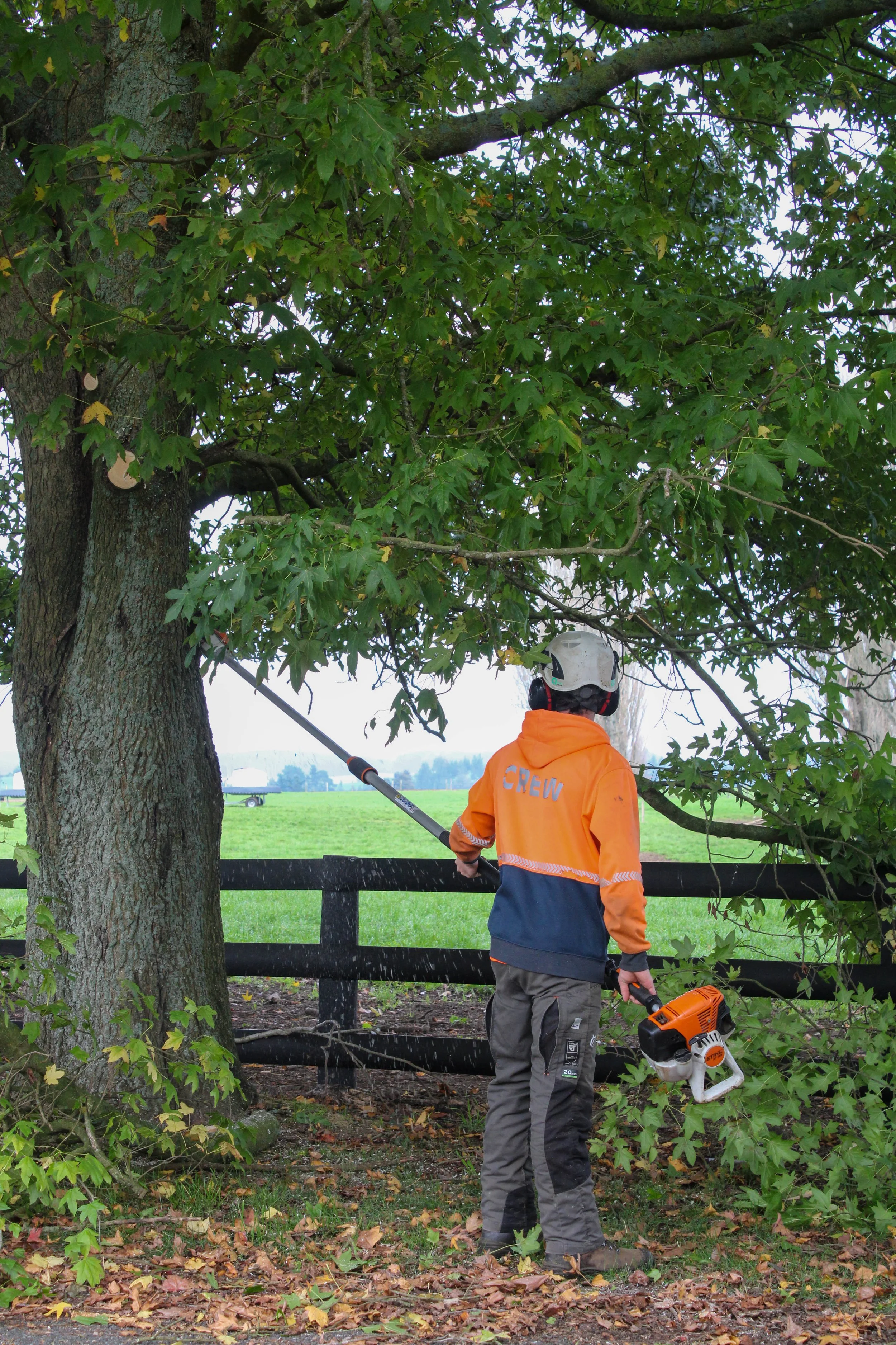 Tree Aaa Services — AAA Trees