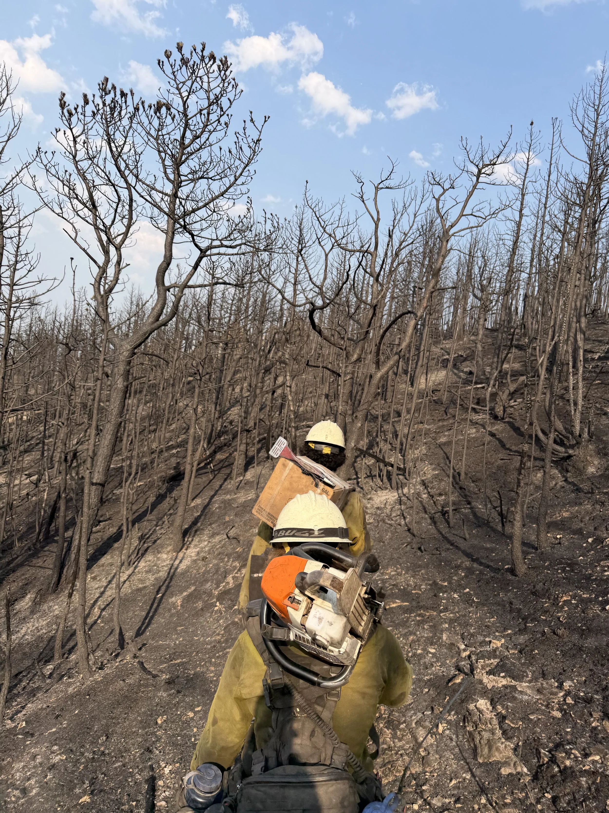 Firefighter in yellow gear and helmet walking through a landscape of burned trees after a wildfire, with a blue sky and scattered clouds.