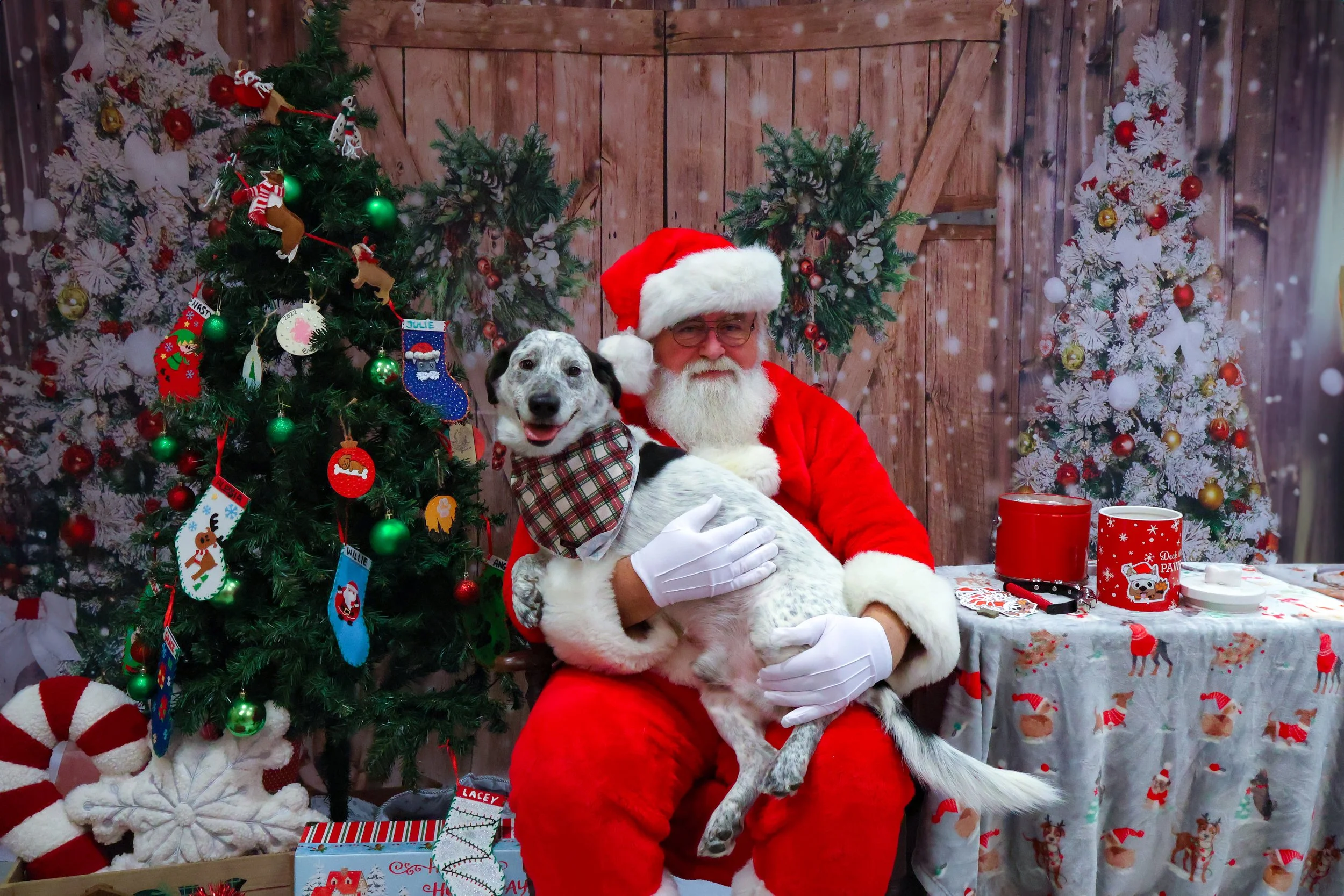 Franklin and Santa 2024