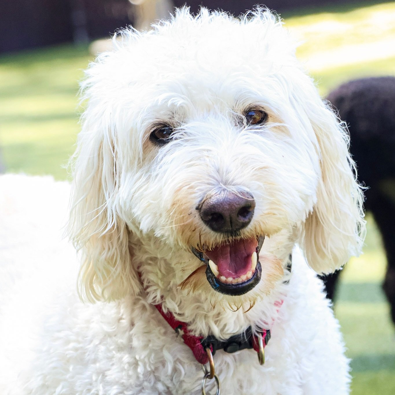 ☀️ Sometimes, you just need a little sunshine, water, and some amazing pups🐾🧡
Julie AKA: @capture.the.shenanigans stopped by last week to help out at our Upper Arlington Location and had an impromptu pool party with her pals. And you know she had