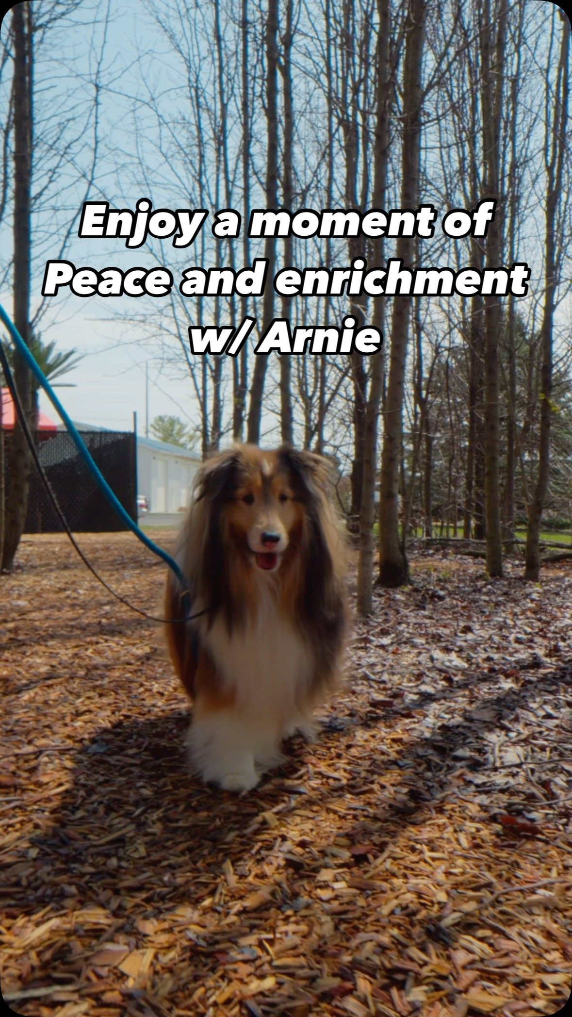 😮‍💨✌️Take a deep breath… and come join Arnie on a peaceful stroll through Puptown Lounge Hilliard’s Enrichment Forest Trail. 🌲🦮
Our Enrichment Walks give dogs the chance to explore new textures, scents, and surroundings —