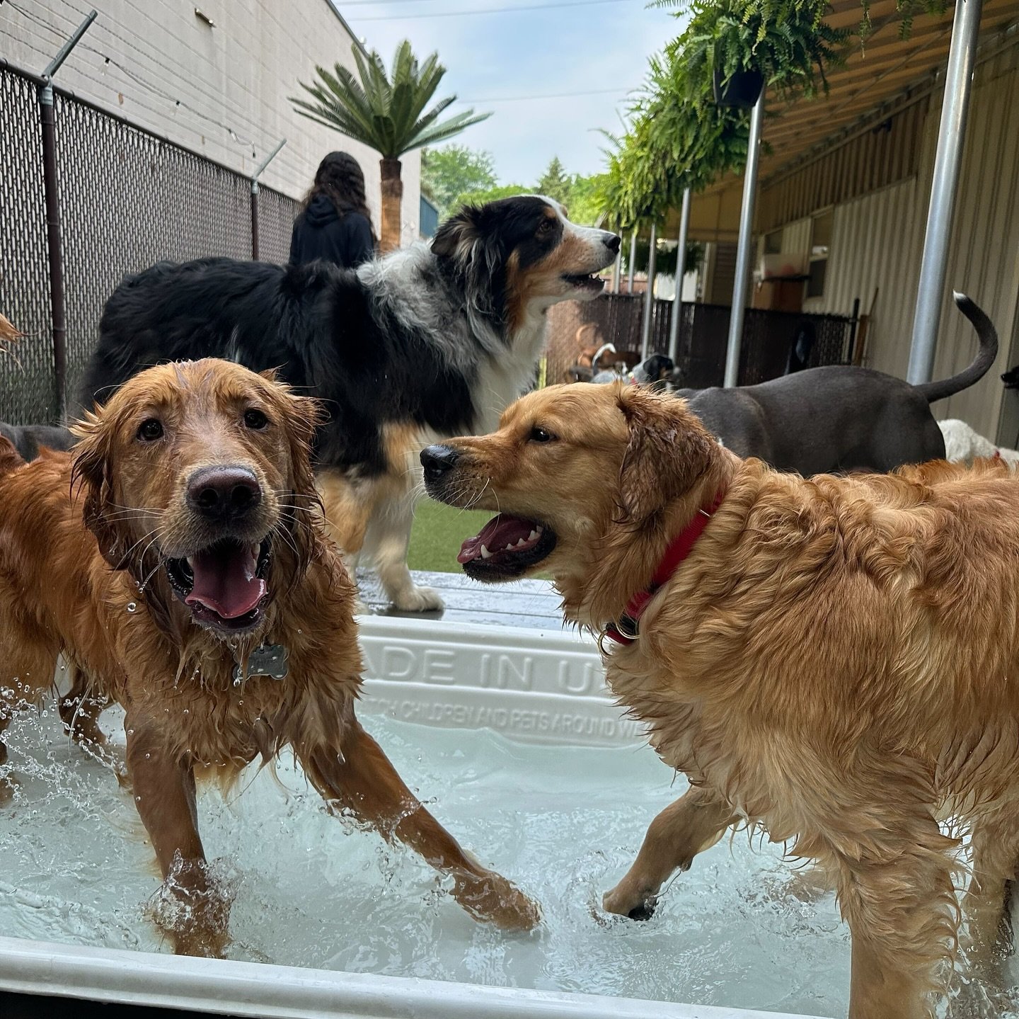 ☀️ Such a good Pool Day! 💦 🏖️

These North Columbus pups had a blast splashing, shaking, and soaking up the sunshine today! 🐶🌊 

From cannonballs to belly flops, it was all paws on deck for a perfect summer day. 😎🐾

Don&rsquo;t forget to book y