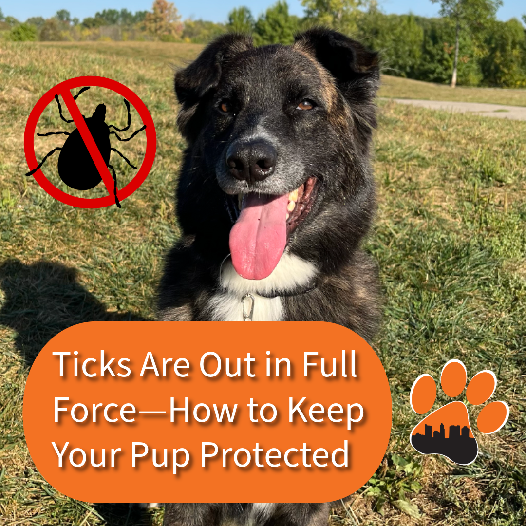 Ticks Are Out in Full Force—How to Keep Your Pup Protected 