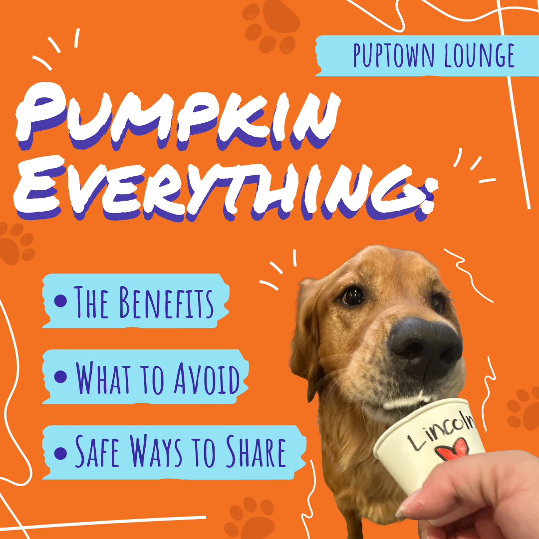 🎃 Pumpkin Everything: Is It Safe for Dogs?