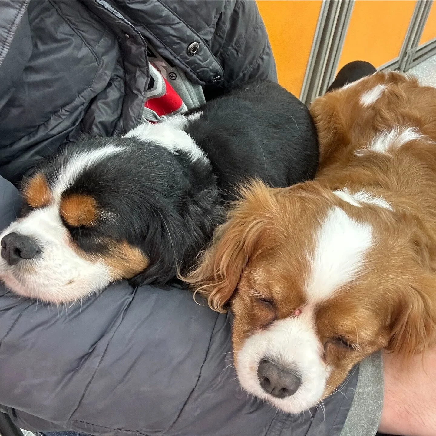 An extra hour of sleep? Yes, please! 😴🍁

Our pups made the most of it &mdash; lounging, sunbathing, and soaking up the cozy vibes.

Just don&rsquo;t try explaining daylight savings when dinner is &ldquo;late.&rdquo; 🤭

#puptownlounge #dogdaycareli