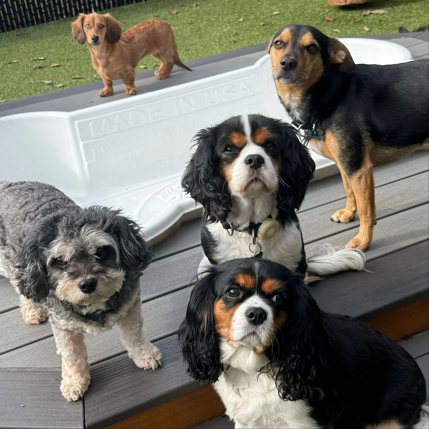 🧡🐾 The pups have been soaking up every bit of this cool, sunny weather before the rain and big chill blows in this weekend! ❄️ 

🍂☀️ From leaf piles to lounge chairs, fresh air to squirrel-watching TV time.

They&rsquo;re living their best lives a