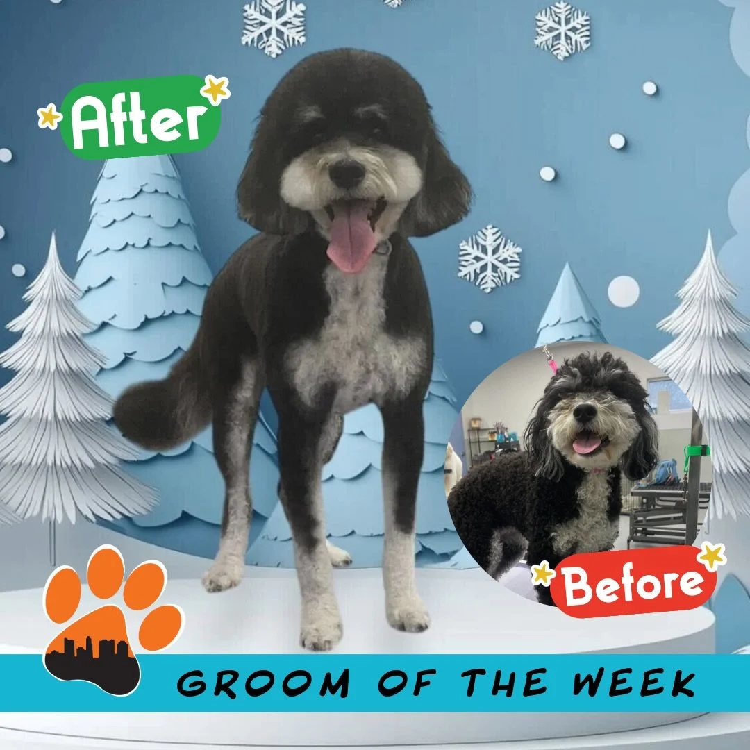 ✨ Groom of the Week: Jackie! ✨

Mini Bernedoodle &bull; Full Haircut Glow-Up 💇&zwj;♀️🐾
Groomed by Grace, our Lead Groomer at Puptown Lounge Hilliard! 🧡🐾

Grace chose Jackie as this week&rsquo;s spotlight and gave her a full transformation. She us