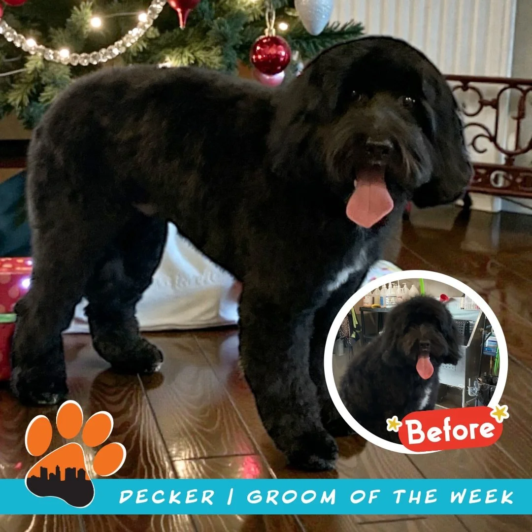 ✨ Groom of the Week: Decker! ✨

Mini Goldendoodle &bull; Before ➡️ After ✂️🐾
Groomed by Katie, Lead Groomer at Puptown Lounge (Kenny Rd)

Decker came in for an all-over cut using a C comb, with a scruffy, rounded head and face, plus a trim on the ea