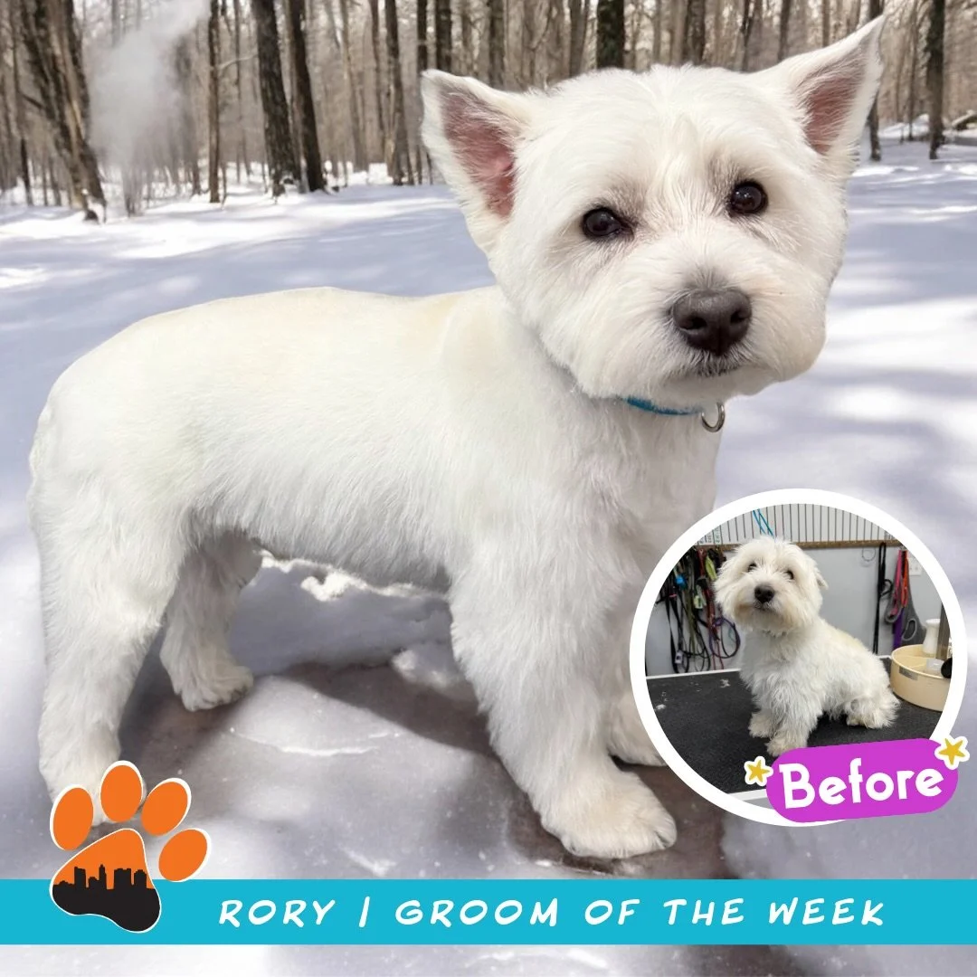 ✨ Groom of the Week: Rory ✨
West Highland Terrier 🤍

Rory came in to hangout with our Lead Groomer, Alisha at Grooming House, for a classic AKC Standard Breed Cut, and she absolutely rocked it! 

Her groom included a 4CD on the body, ACD on the AKC 