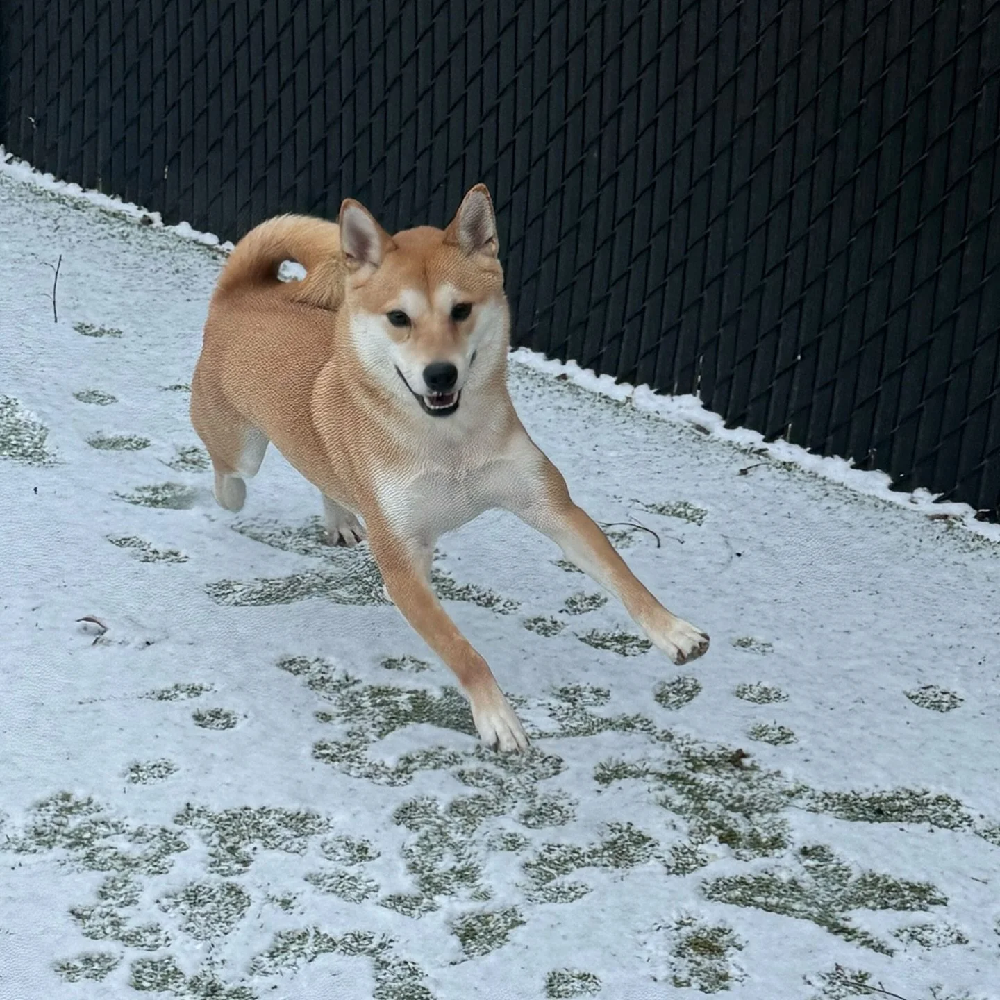 From zoomies 💨 to snoozies 💤
&hellip;all in a day at Puptown Lounge. 🧡🐾

A place to run wild, rest easy, and feel right at home.
Book their day of play today! 😝

#puptownlounge #zoomiesallday #zoomiestosnoozies #columbusdogs