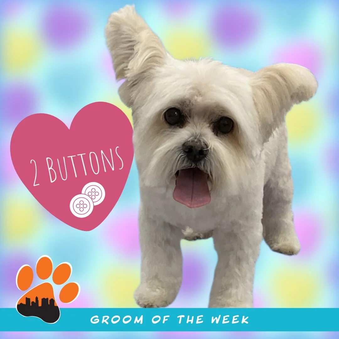 ✨ Groom of the Week: 2 Buttons ✨
Yorkie Mix &bull; 14 years young 🐾
Groomed by Abby

2 Buttons came in for his regular full groom, which he visits us for every 6 weeks to keep himself looking fresh, comfy, and feeling his best ✂️✨

This sweet senior