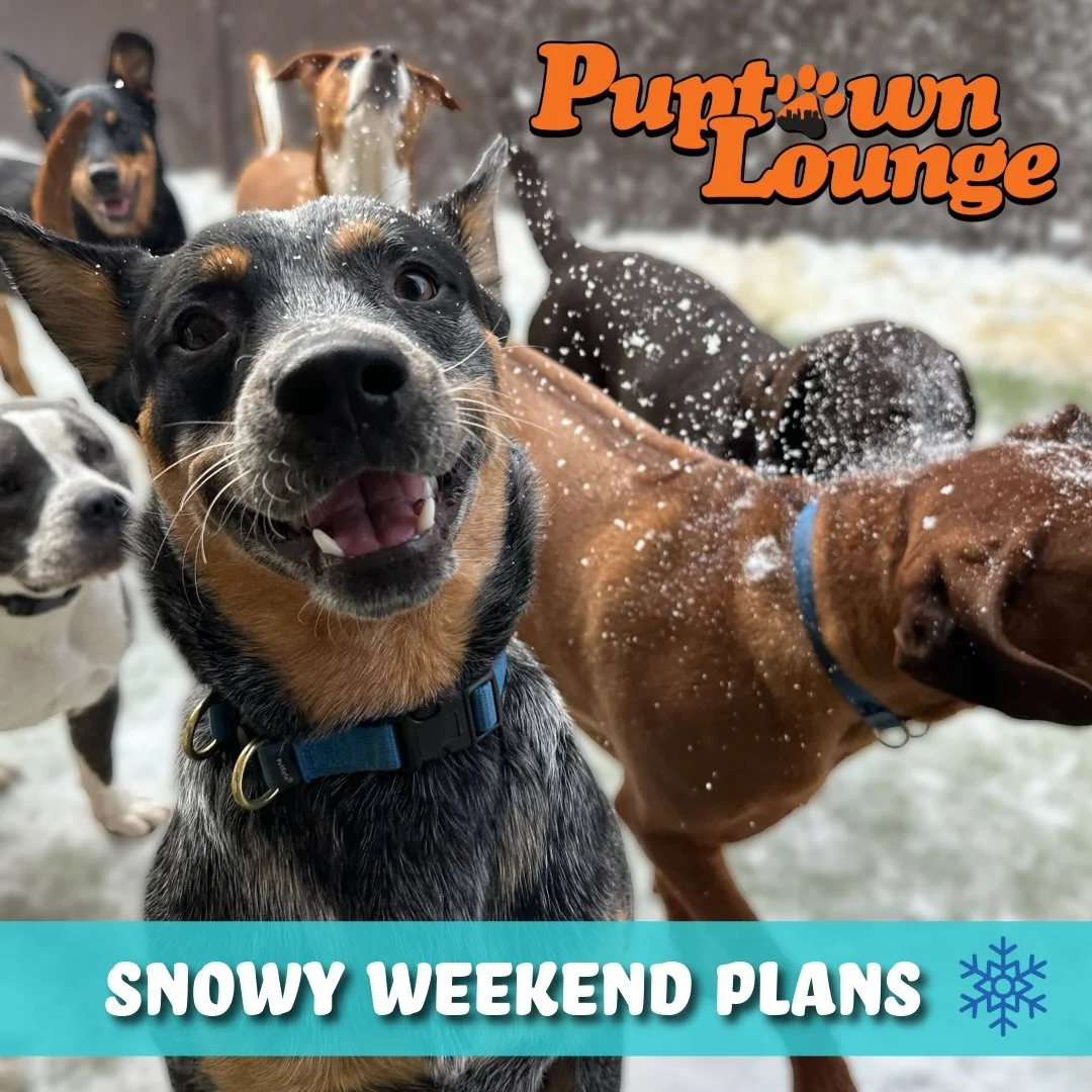 Snow is in the forecast and the Puptown team is ready ❄️🐾

We&rsquo;ll have staff on site overnight for our boarding pups and flexible plans in place all weekend long.
 Whether your pup is joining us for boarding this weekend or daycare / grooming o