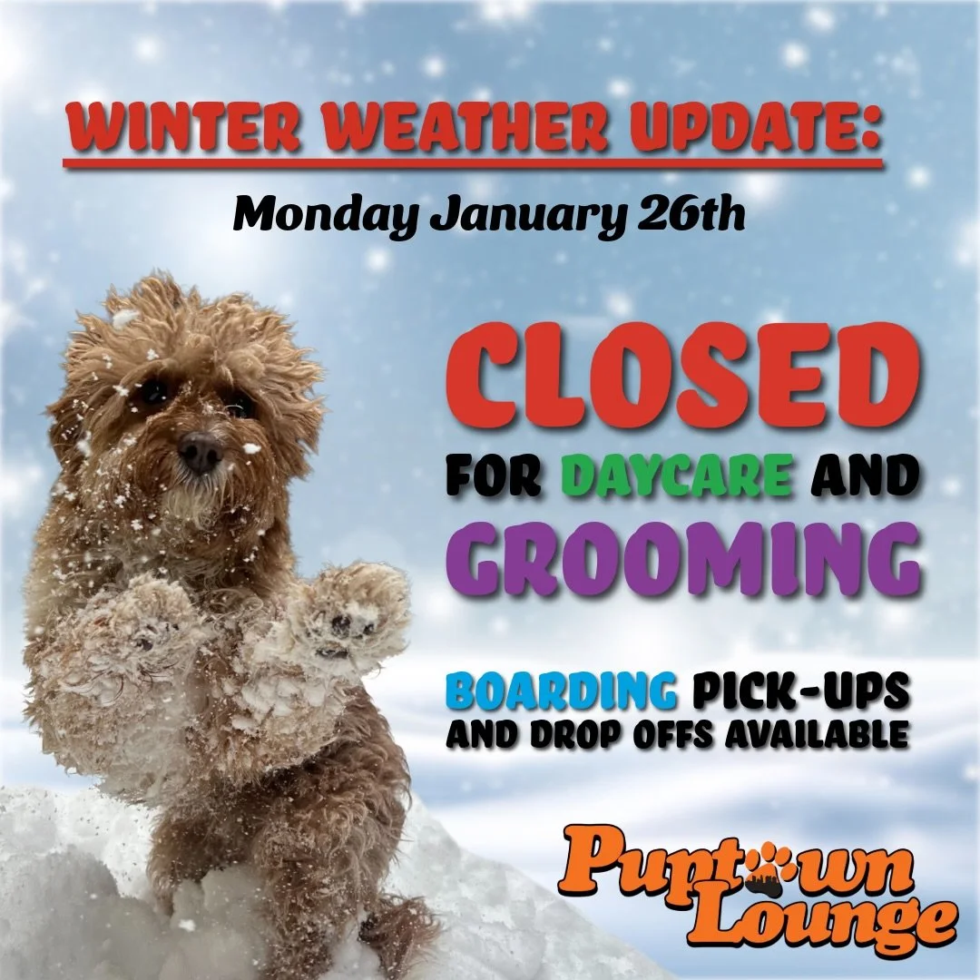 ❄️ Weather Update: All Puptown Lounge Locations ❄️

Due to the continued Level 3, we are closed for daycare today.

✨ Essential workers: we&rsquo;re still here for you! Please call before heading in or upon arrival so a team member can meet you at th