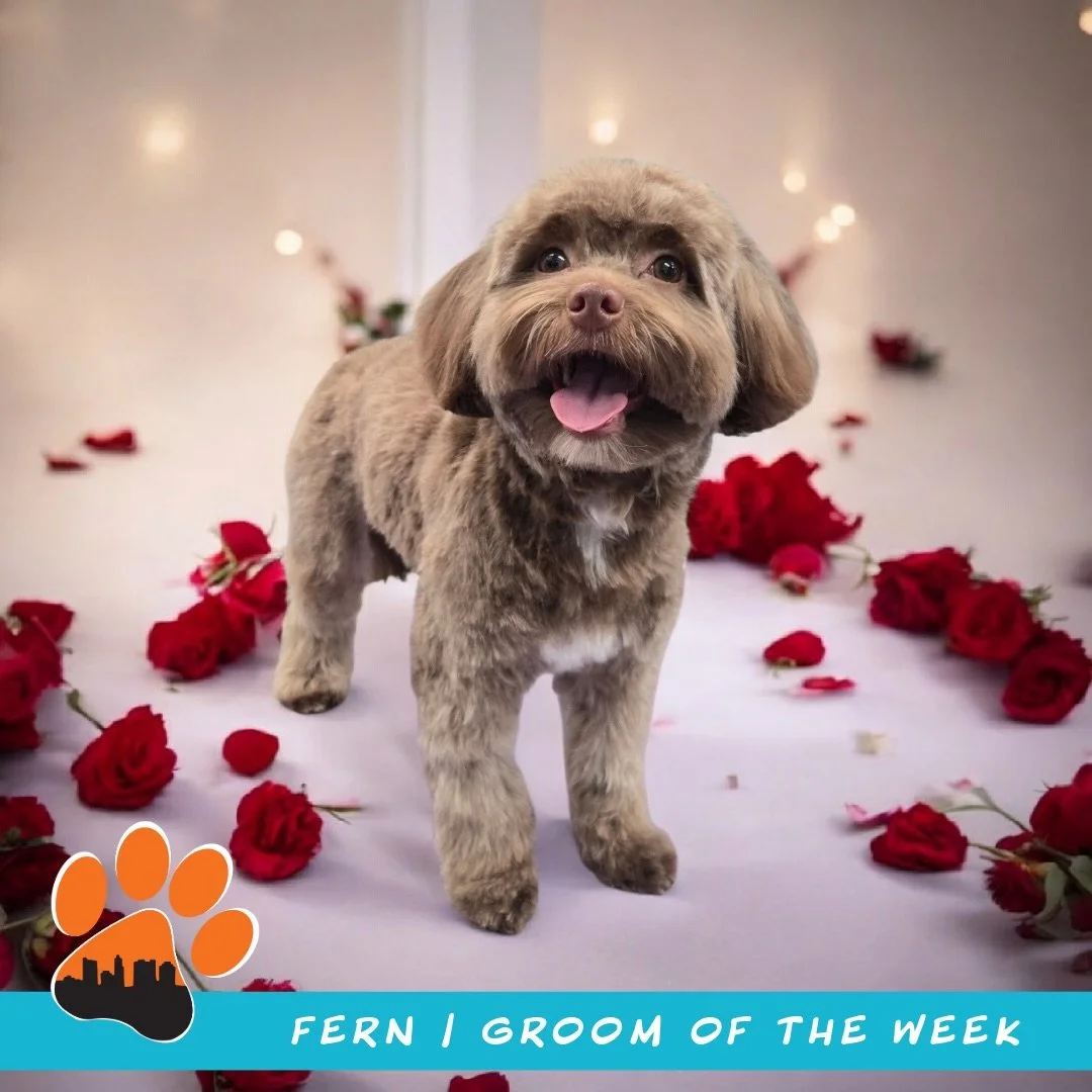 ✨ Groom of the Week: Fern ✨
Yorkipoo 🌸🐾

Groomed by Sebastian 🩵

Fern came in for a full haircut and left looking fresh, fluffy, and fabulous ✂️✨ 

To keep this look feeling comfy and mat-free, Fern will need daily brushing at home and regular gro