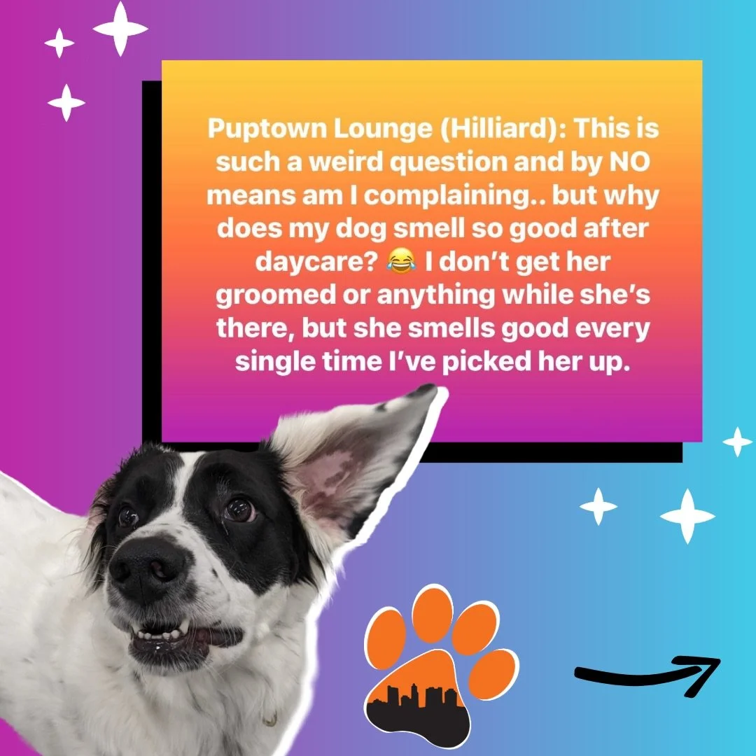 Turns out love smells pretty good. 🧡🥰

We stumbled across this exchange in a local Hilliard group and it perfectly captured what we hope every dog feels when they leave our care&hellip; safe, loved, and happy. 😊 

We feel so lucky to be part of th