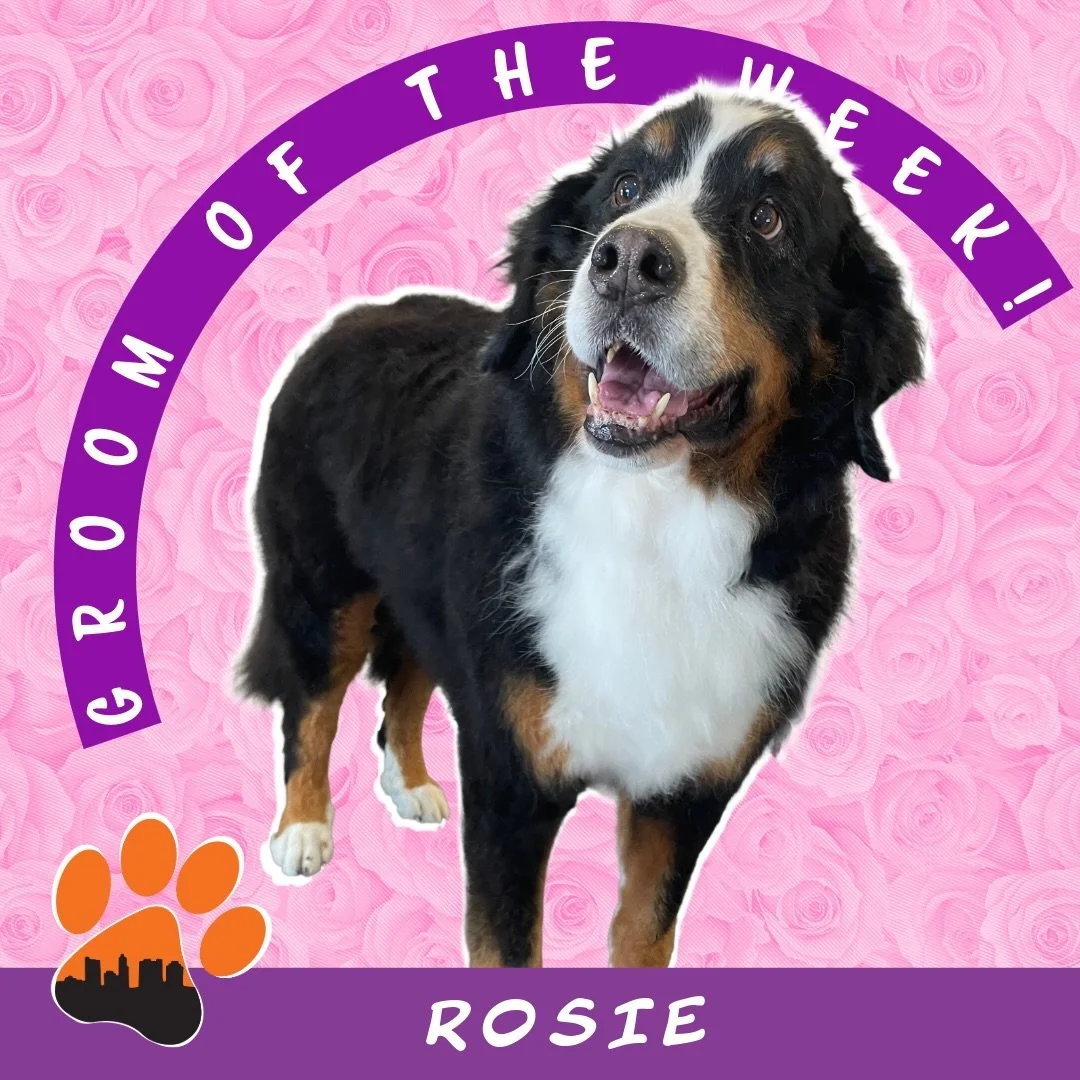 ✨ Groom of the Week: Rosie ✨

Bernese Mountain Dog 🐾
Groomed by Shae 🧡

Rosie came in for a fresh neaten and tidy, leaving her coat looking clean, soft, and oh-so huggable ✨

To keep her looking her best at home, we recommend daily brushing with a 