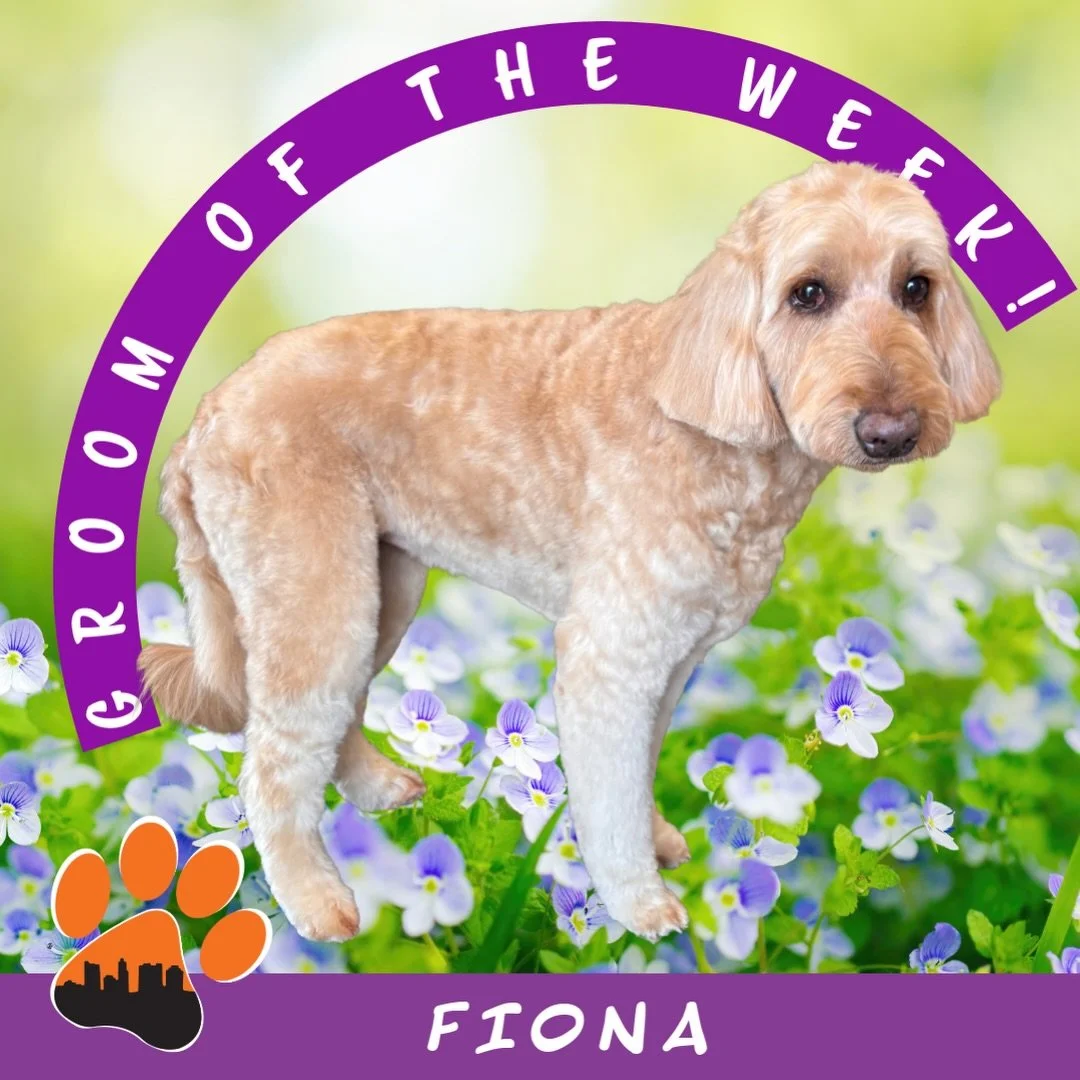 ✨ Groom of the Week: Fiona ✨
Doodle 🐾
Groomed by Khalis (Kenny Rd)

Sweet, gentle Fiona came in for her signature style, soft, fluffy, and perfectly balanced ✂️✨

She received an A-comb on the body with lightly shaped longer legs, short ears, a fluf