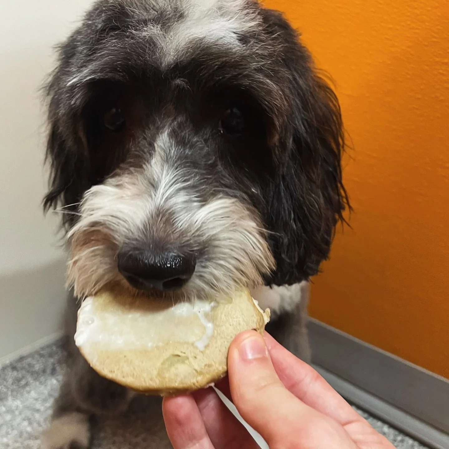 🤩The best treat needs no occasion! 🥞

No birthday.
No gotcha day.
No special occasion.

Just ✨treat yourself✨ energy for these pups! 

Because who says you need a reason for a pancake or a pup cup? 🤤 

We still have a few pancakes available 👀
And