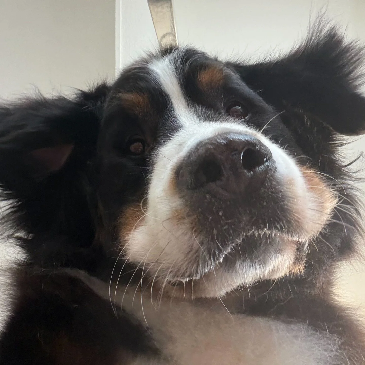 POV: You left your phone unattended at Puptown Lounge. 📱👀

Now your camera roll looks like this. 😂 

📸 The accidental front-facing angle
🤳 Bestie surprise back-hug selfie
😛 Tongues out
😜 Zero regrets

Why do they kinda eat though??? ✨ 

🧡🐾 P