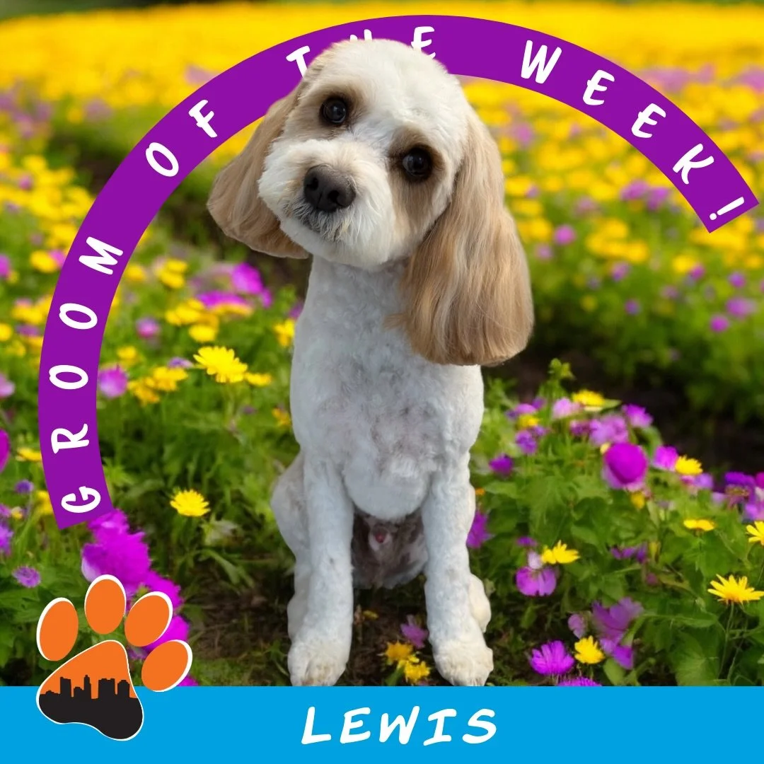 ✨ Groom of the Week: Lewis ✨
Cavapoo 🐾
Groomed by Alisha (Lead Groomer, Puptown Grooming House)

Lewis stopped by for a fresh full groom, featuring a 4CD on the body, a 0CD on the head, and a rounded face to blend everything together. The result? A 