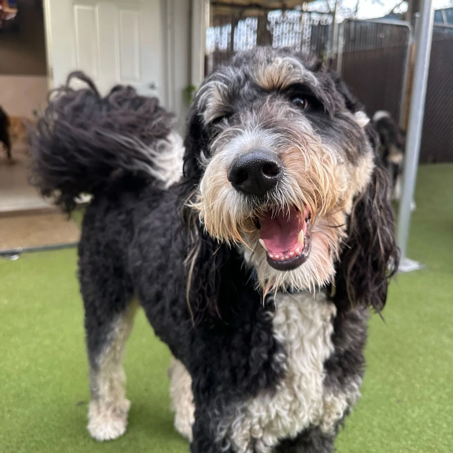 All smiles after the rain today at Puptown ☔😄🐾
Because a little rain has never stopped a good play day.

Swipe through&hellip; which pup is making you smile today? 🧡🐾🥰

#dogsmiles #dogdaycare #dogdaycarefun #herecomesthesun #columbusdogs