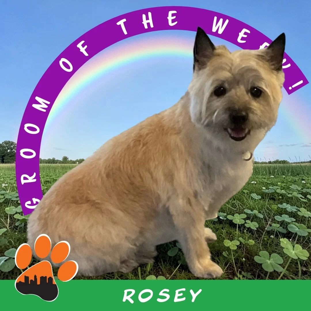 ✨ Groom of the Week: Rosey ✨
Cairn Terrier 🐾
Groomed by Katie at Kenny Rd

Rosey came in for a full groom, and this time her owner requested going a little shorter. Katie used a 0 comb all over and finished the look by neatly trimming her ears and t