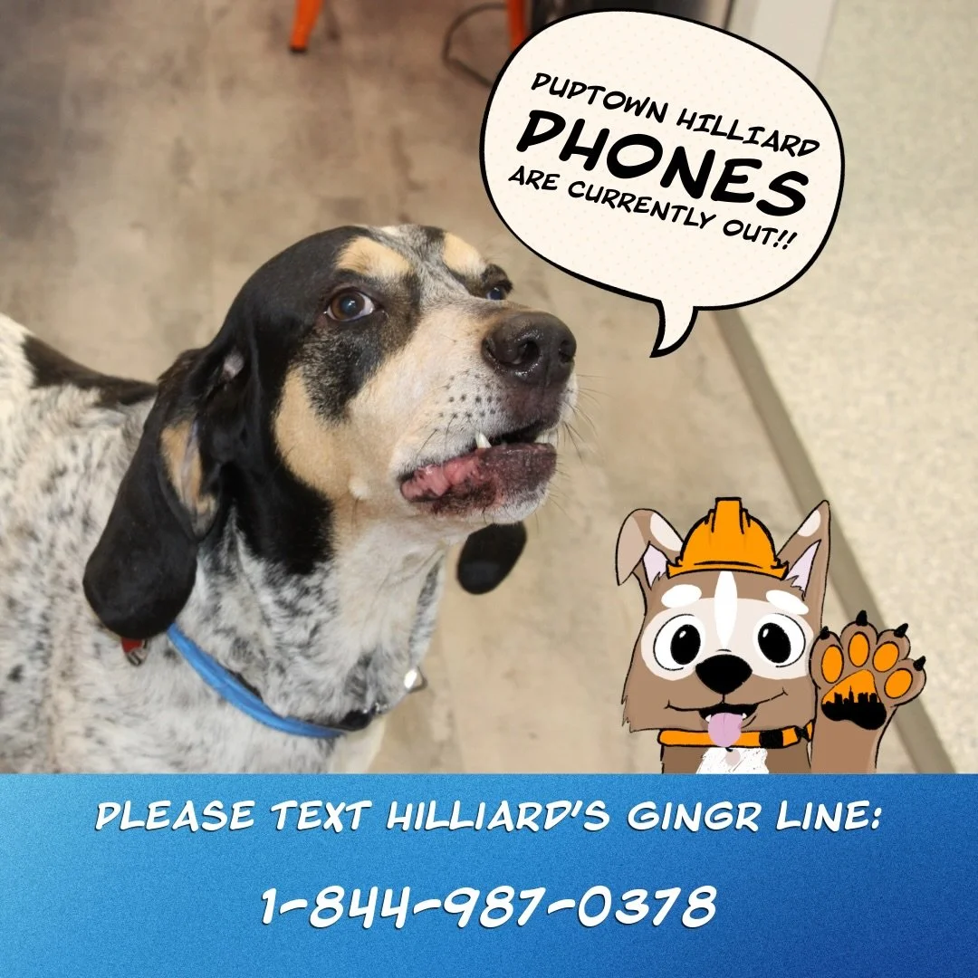 📞🚫 Tech is having a ruff day. 😅 🐾

Our Hilliard phone lines are currently down, but our team is still here!

Please text our Gingr line at 1-844-987-0378, or call one of our other Puptown locations and they&rsquo;ll pass your message along to the