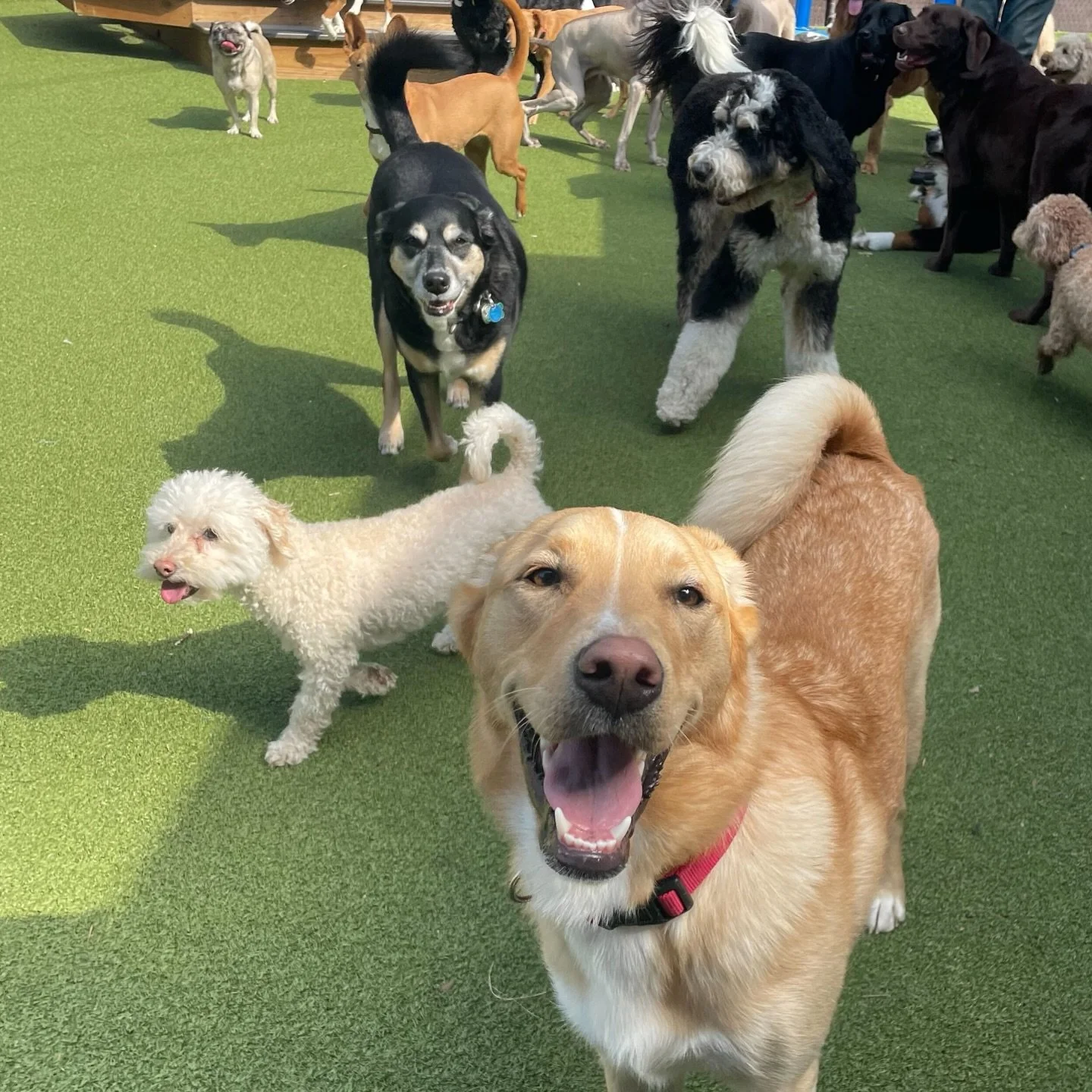 All smiles, sunshine, and spring vibes today at Puptown ☀️🐾

We soaked up every second of this beautiful weather&mdash;lounging in the sun, stretching out in the grass, and enjoying the simple joy of a warm, happy play day with friends. 🧡🐾

😭 We 