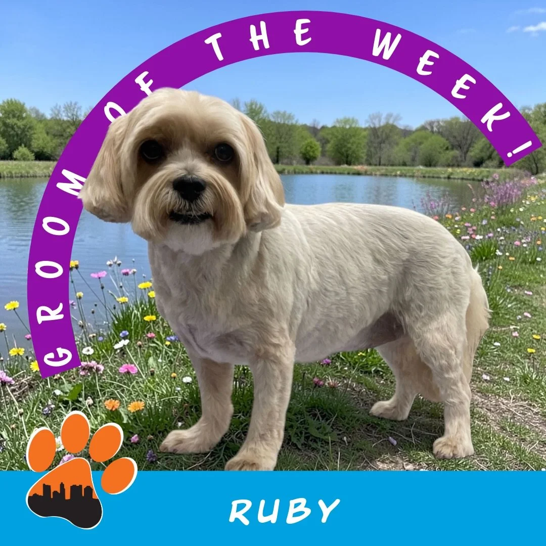 ✨ Groom of the Week: Ruby ✨
Yorkie Mix 🐾
Groomed by Grace (Lead Groomer, Hilliard)

Ruby came in for her signature full haircut, featuring a #7 blade on the body, a short round head, and a tidy trim on her ears and tail ✂️✨ This shorter style keeps 
