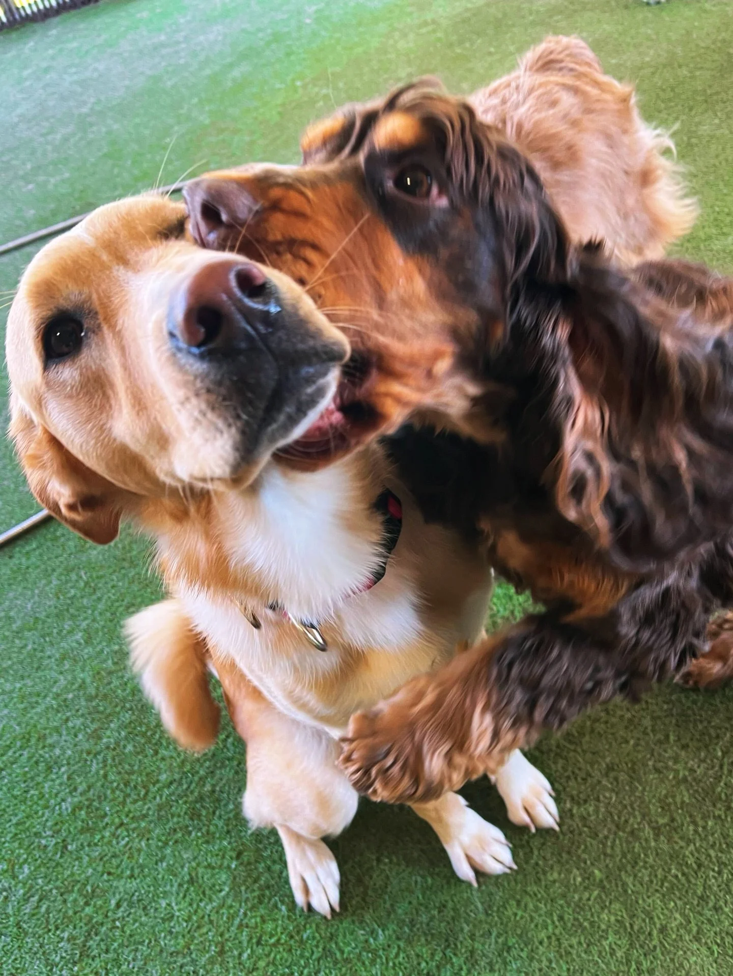 Just a little dose of happiness from the last few days at Puptown 🧡🐾

From besties being&hellip; a little extra 😂, to cuddle sessions with our staff, a full-on bulldog hangout, cozy blanket burritos, and pups soaking up that perfect sunshine&helli