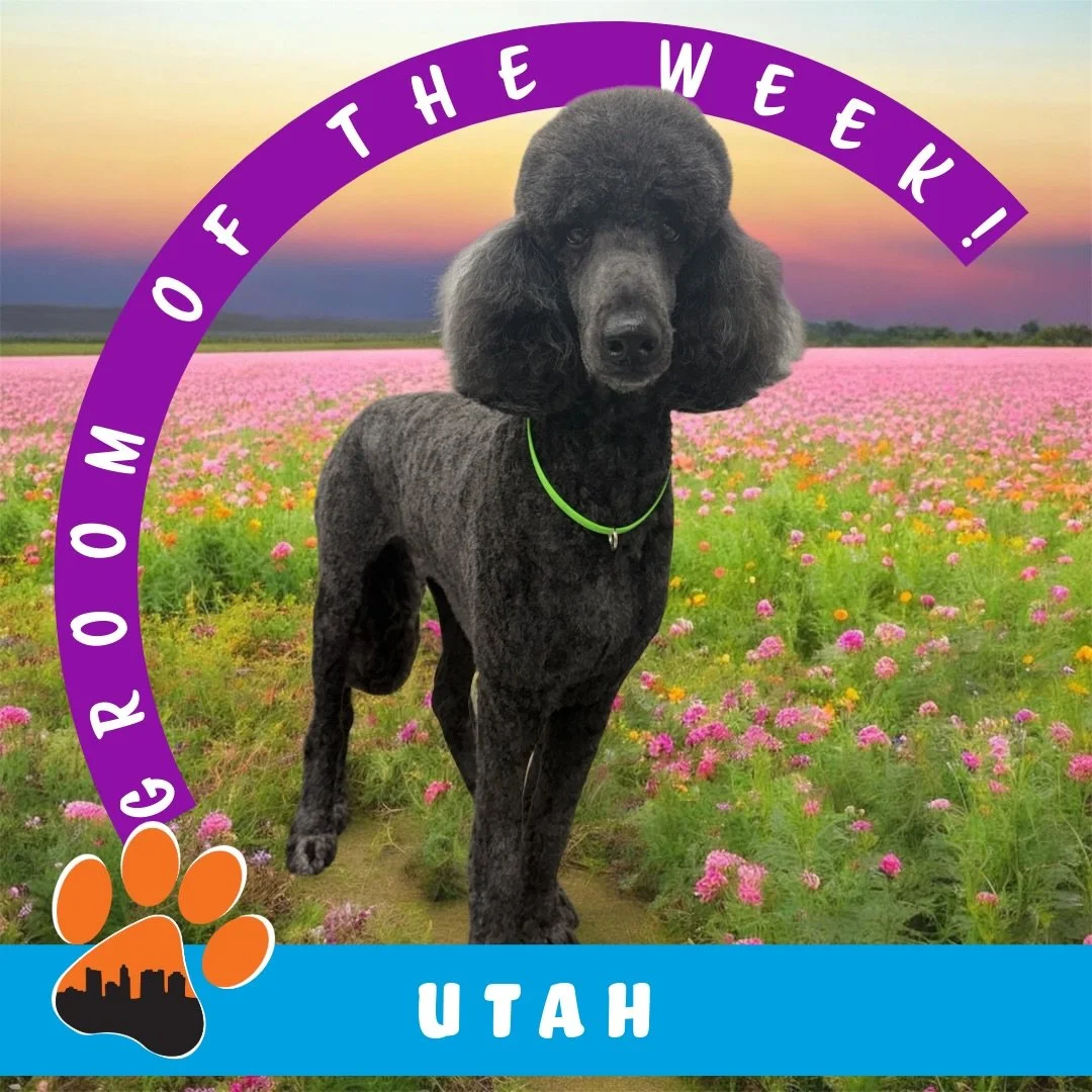 ✨ Groom of the Week: Utah ✨
Standard Poodle 🐾
Groomed by Taylor C at Puptown Lounge Hilliard

Utah came in for a full groom, featuring a 5CD blade on the body and a classic Standard Poodle topknot ✂️✨ Clean, stylish, and oh-so sophisticated!

This g