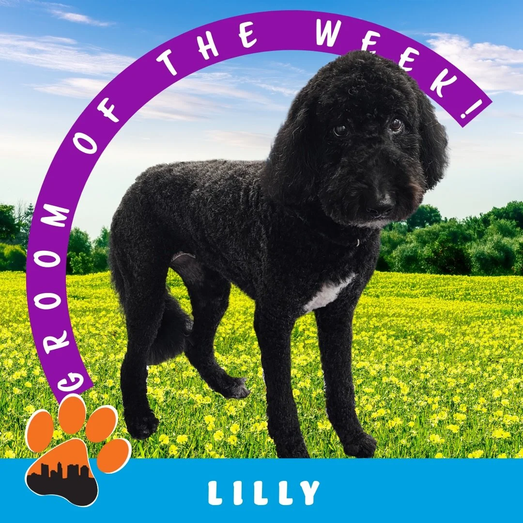 ✨ Groom of the Week: Lilly H ✨
Bernedoodle 🐾
Groomed by Brittany A

Lilly came in for a bath and full haircut, leaving her looking soft, fluffy, and oh-so adorable ✂️✨ Her coat type does require regular, thorough brushing at home to keep it healthy,