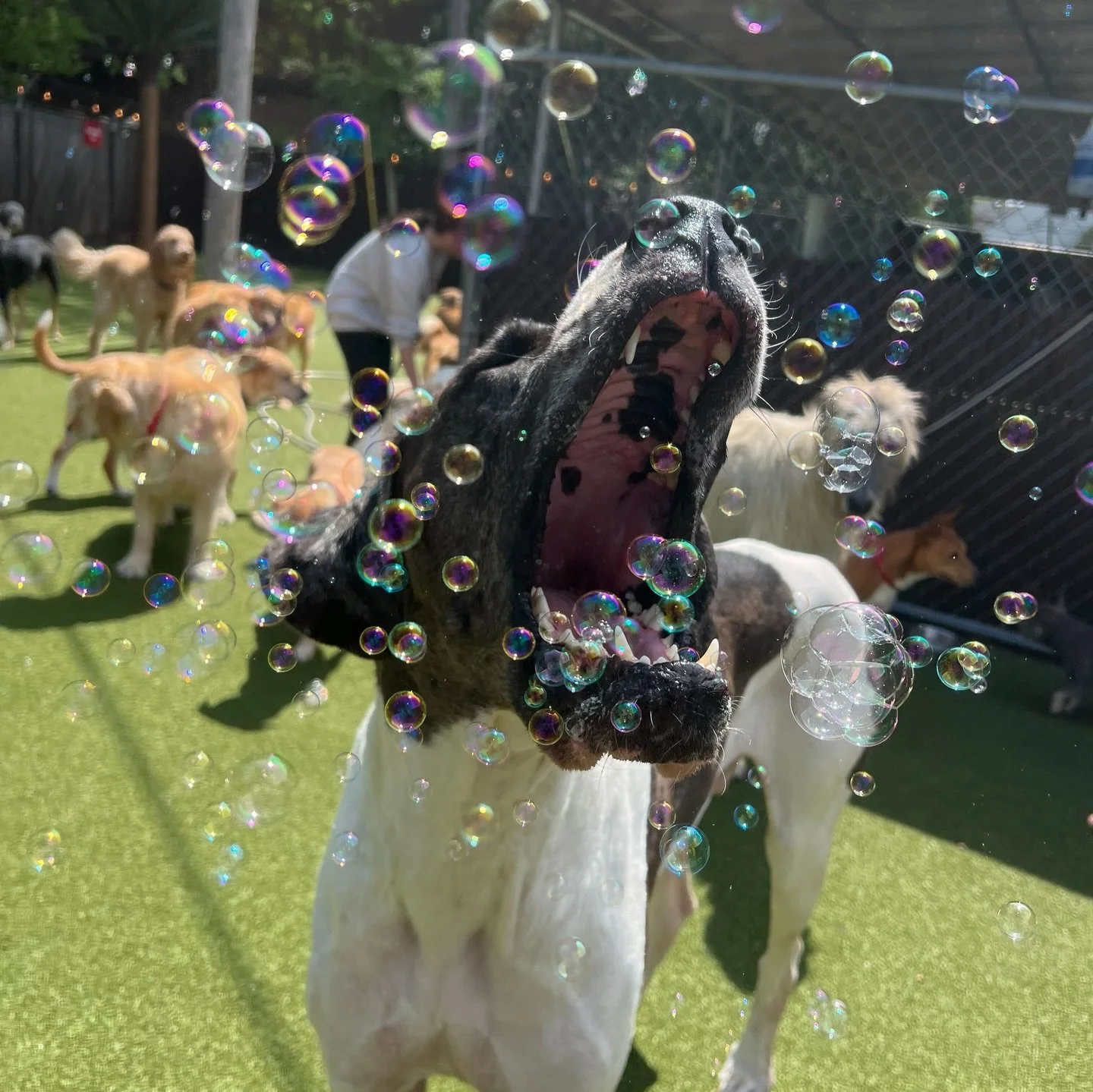 Dear Columbus, Let&rsquo;s bring back those warmer days please! 🙏 

🧡 Puptown Pups and Staff 

We can&rsquo;t wait for more warmer days when we can have the pools, bubbles and splash pads going again! Last week we had a blast breaking out all the o