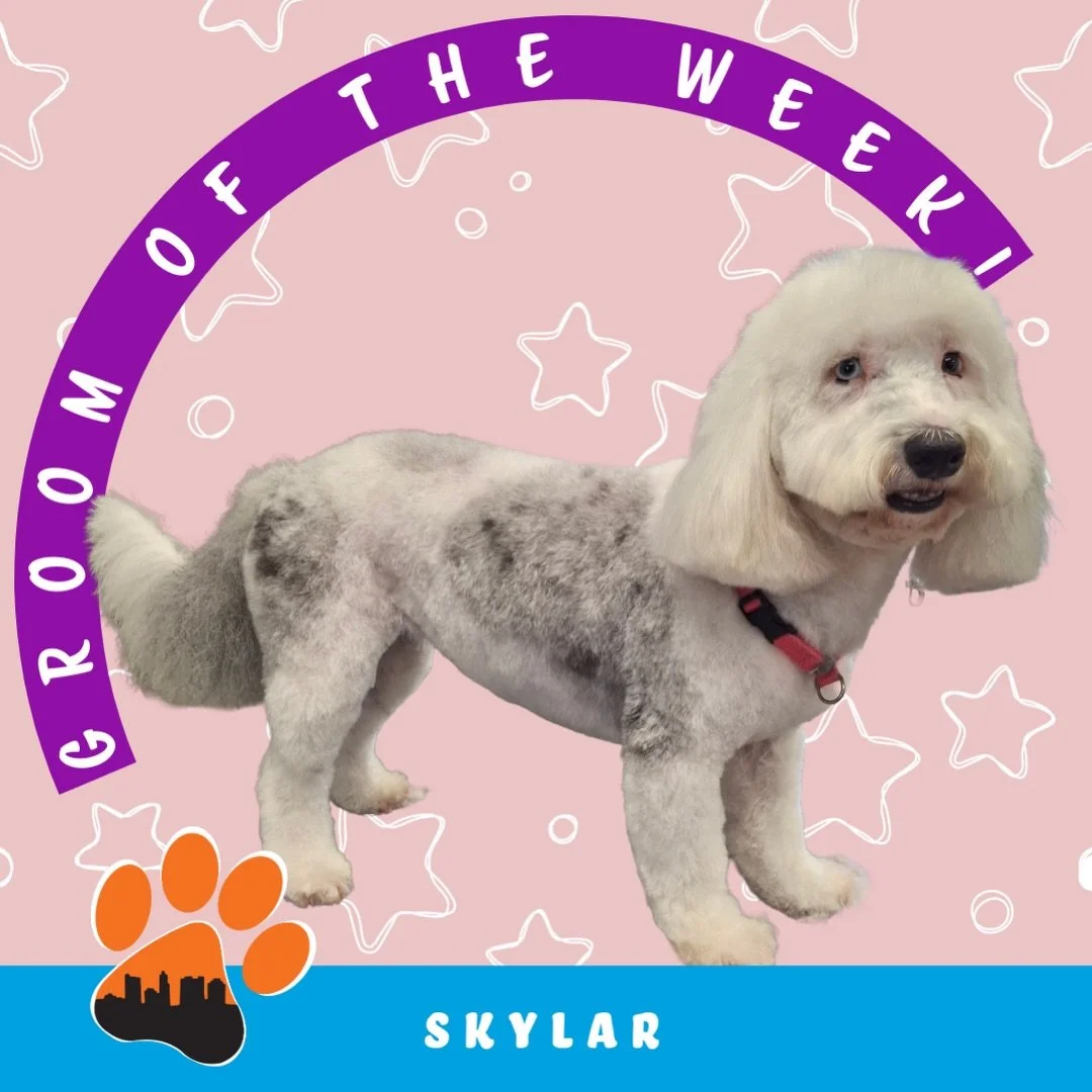 ✨ Groom of the Week: Skylar ✨
Miniature Sheepadoodle 🐾
Groomed by Tina (Grooming House)

Skylar came in for a fresh full groom, featuring a 5/8 inch all over with a shaggy head&mdash;the perfect combo of tidy and fluffy ✂️✨ This style keeps her look