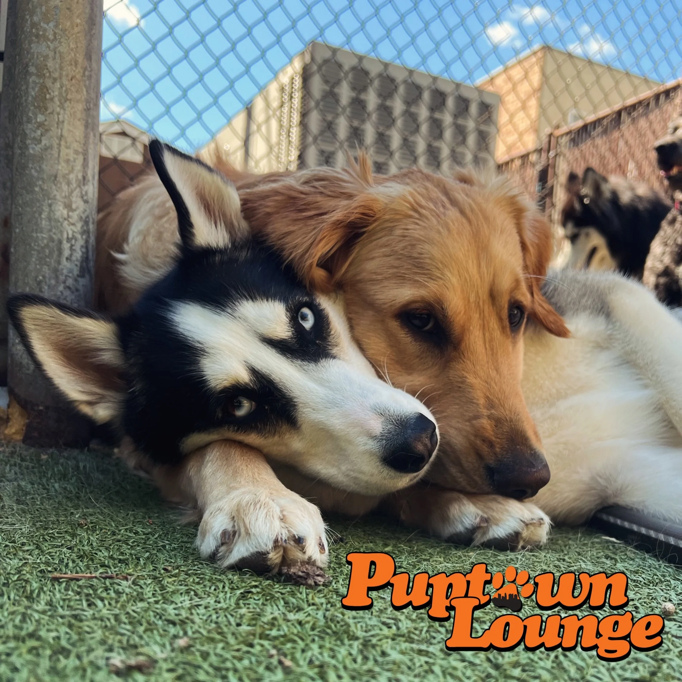 What a beautiful day it was today at Puptown Lounge￼! ☀️🐾

A little chilly, but that sunshine brought out all the smiles, cuddles, zoomies, and happy vibes for our daycare pups across all three locations. 🧡🐾

Nothing beats soaking up the sun with 