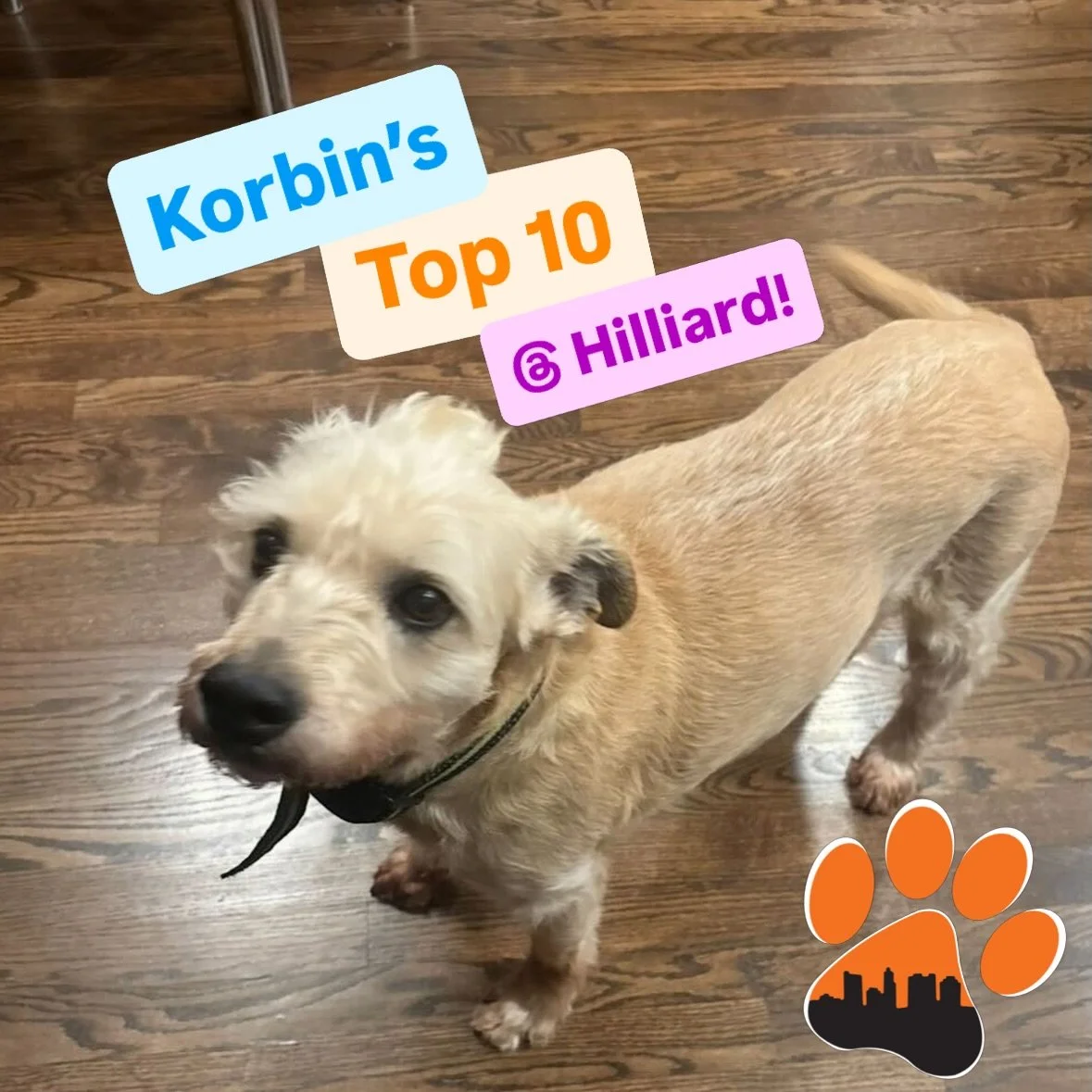 ✨ Korbin Top Puptown Lounge Hilliard moments from 05/04 - 05/08‼️

We asked Korbin, daycare attendant (and Sarah&rsquo;s son), to pick 10 of their favorite moments around our Hilliard location during those days! 

Here are their honest picks! 😂🧡🐾✨