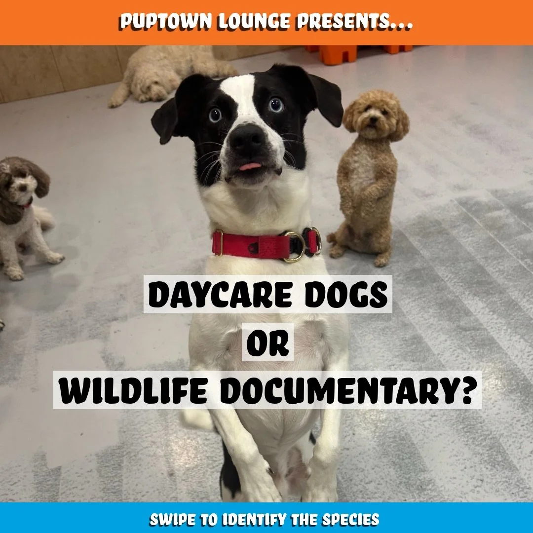 Daycare dogs or wildlife documentary?

You decide 😂🐾

Today&rsquo;s sightings at Puptown Lounge included:

🐿️ The Ever-Alert Meerkats
🦝 The Curious Cute Critter
🦊 The Sunny Smug Fox
🦭 The Majestic Seal

Honestly&hellip; we&rsquo;re starting to 
