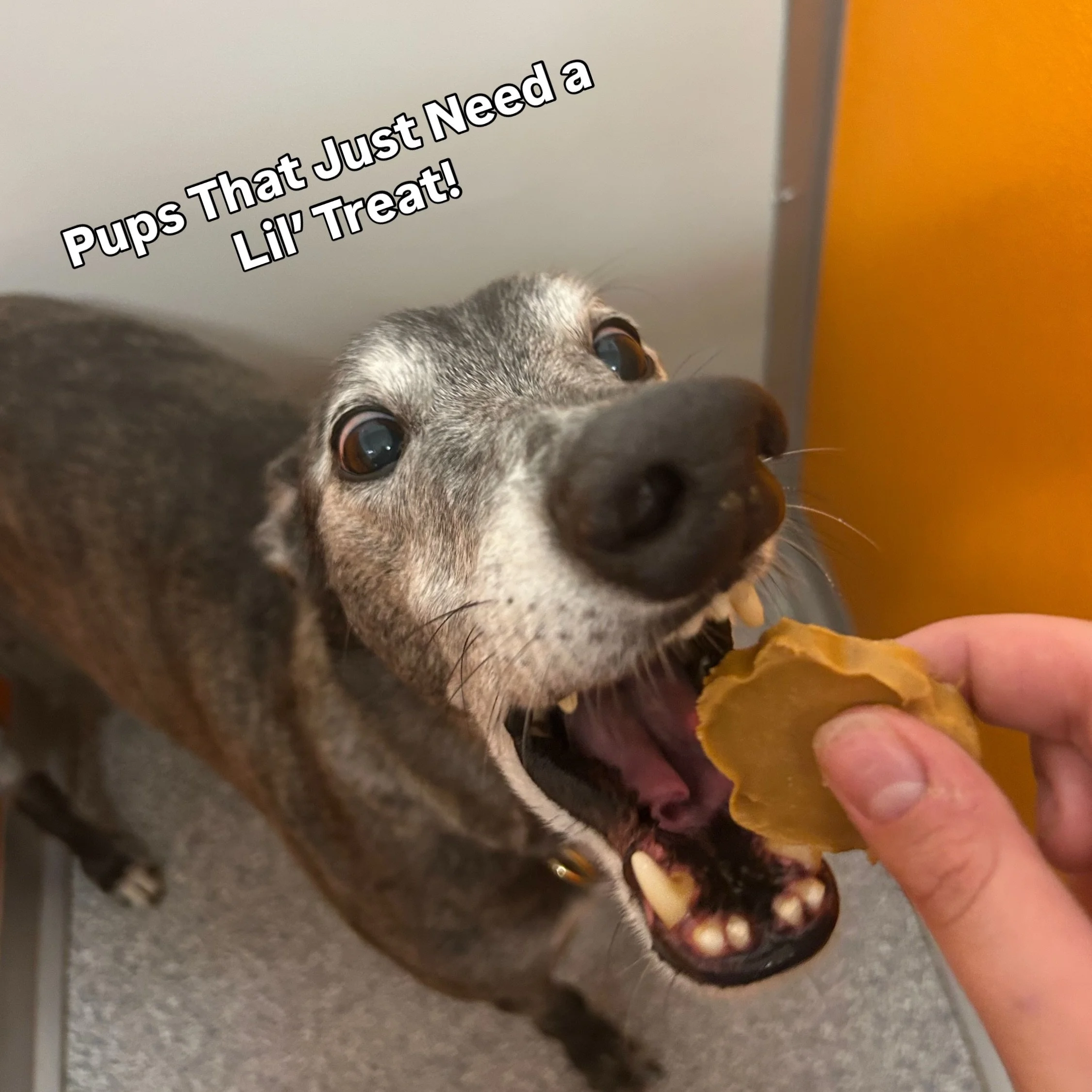 Sometimes you just Need a Lil&rsquo; Treat! 🤭🍦🐾

And honestly&hellip; same.

Whether it&rsquo;s a Pup Cup, Frozen Percy Paw Treat, or one of our seasonal goodies, sometimes a little snack just makes the day better. 

Especially when you&rsquo;re s