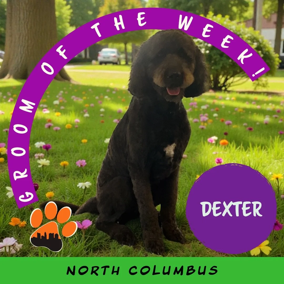 ✨ Groom of the Week: Dexter ✨

Labradoodle 🐾
Groomed by Katie (Lead Groomer, Kenny Rd)

Dexter visited us as a new client and left looking extra handsome after his fresh full groom ✂️✨

Katie gave him an O comb all over the body, along with a long f