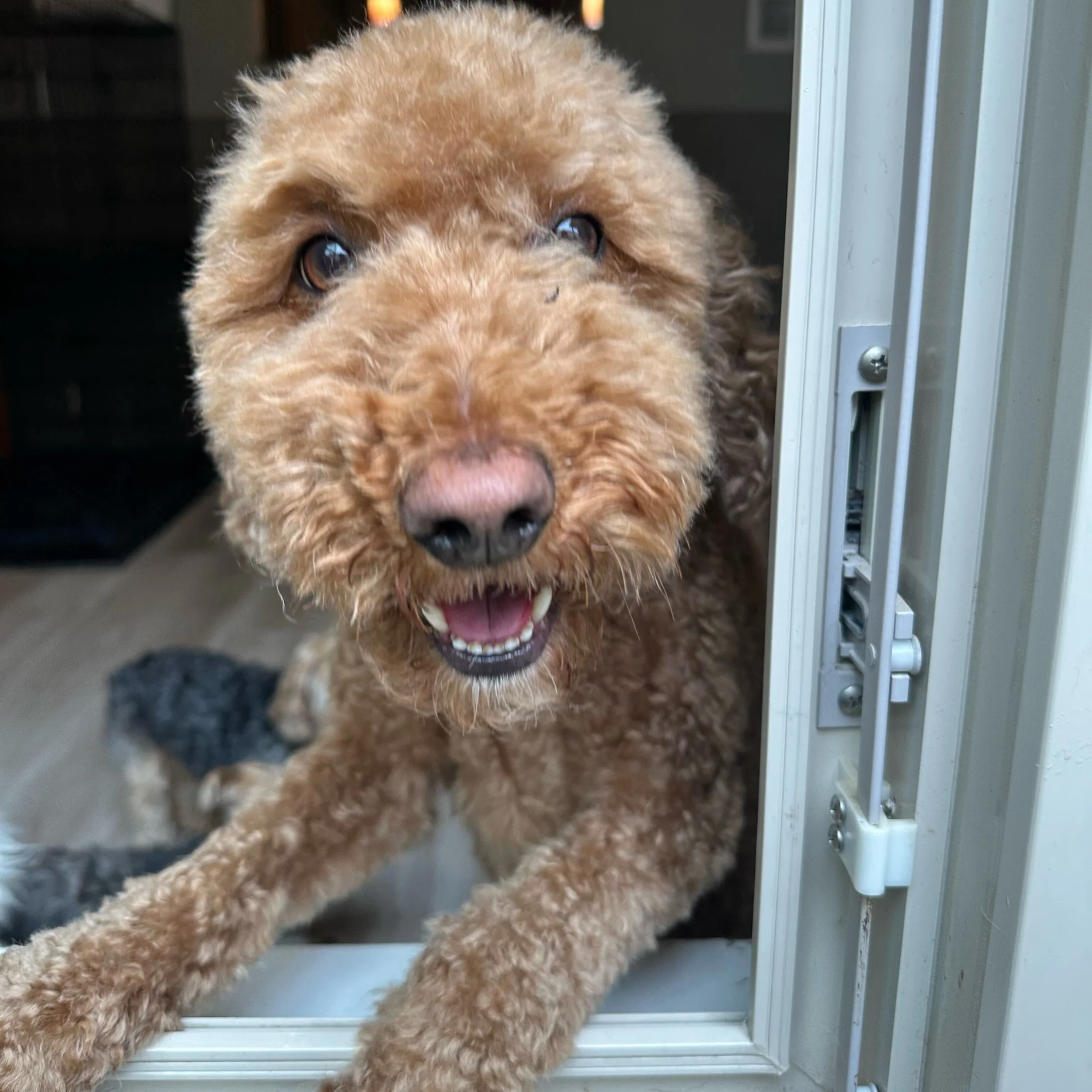 Sunshine appeared for a few hours today ☀️

The small dog crew at Puptown Lounge Kenny Rd.: &ldquo;OPEN THE WINDOW. WE MUST OBSERVE.&rdquo; 🐶👀

Even with the play yard door wide open, something about putting your paws on the windowsill, catching th